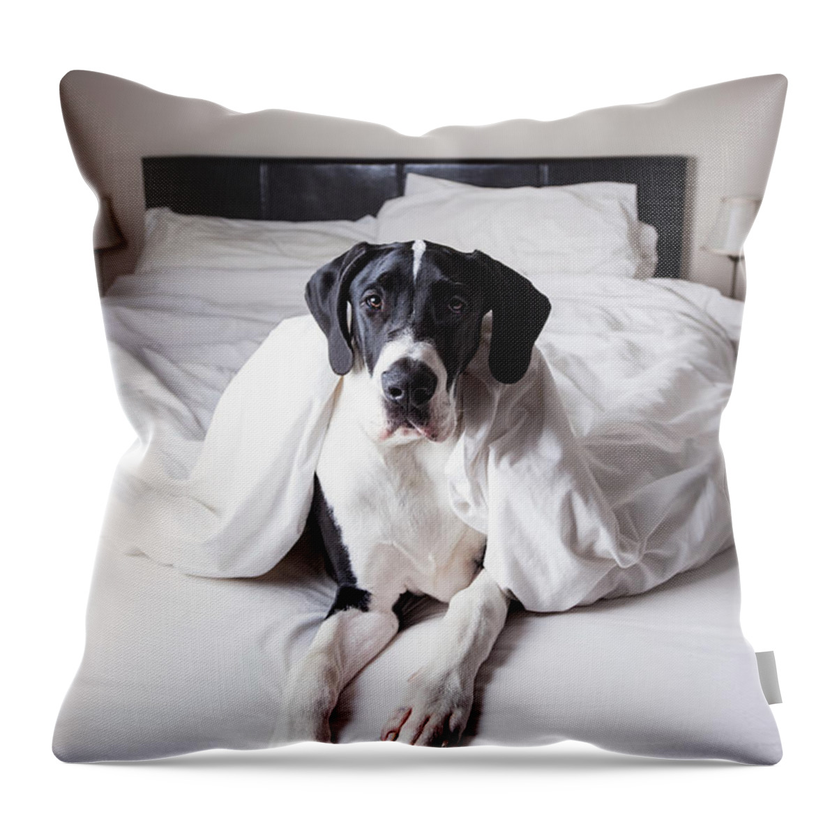 Pets Throw Pillow featuring the photograph Great Dane On A Bed by Claire Plumridge