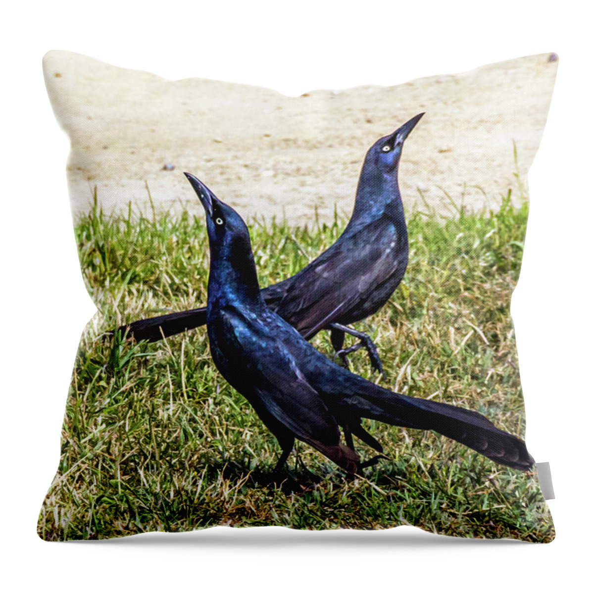 Great-tailed Grackle Throw Pillow featuring the photograph Great-tailed Grackles Looking Up by Kate Brown