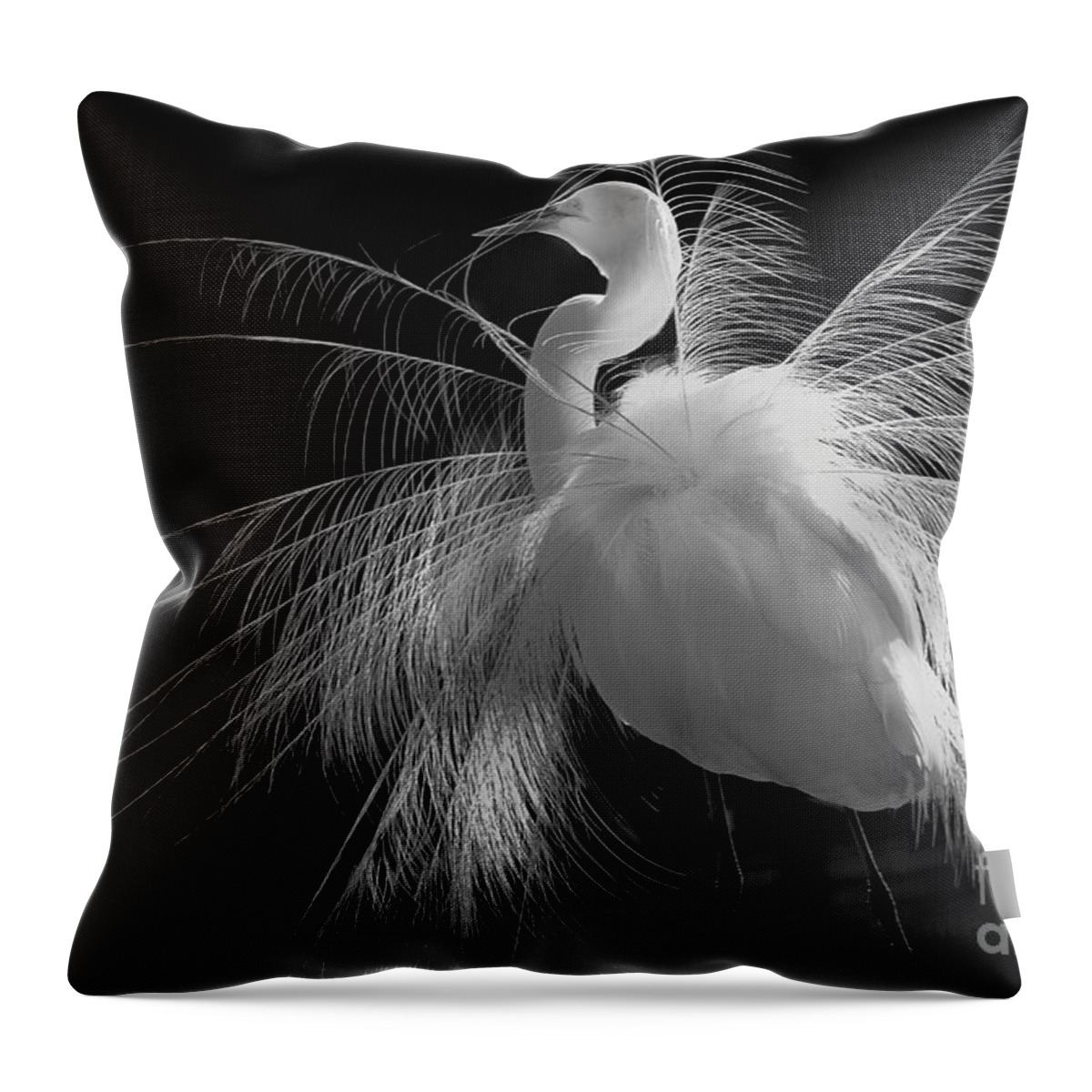   Great White Egret Displaying Breeding Plumage; Black And White Portrait Of Great Egret Displaying Plumage Throw Pillow featuring the photograph Great White Egret Portrait - Displaying Plumage by Mary Lou Chmura