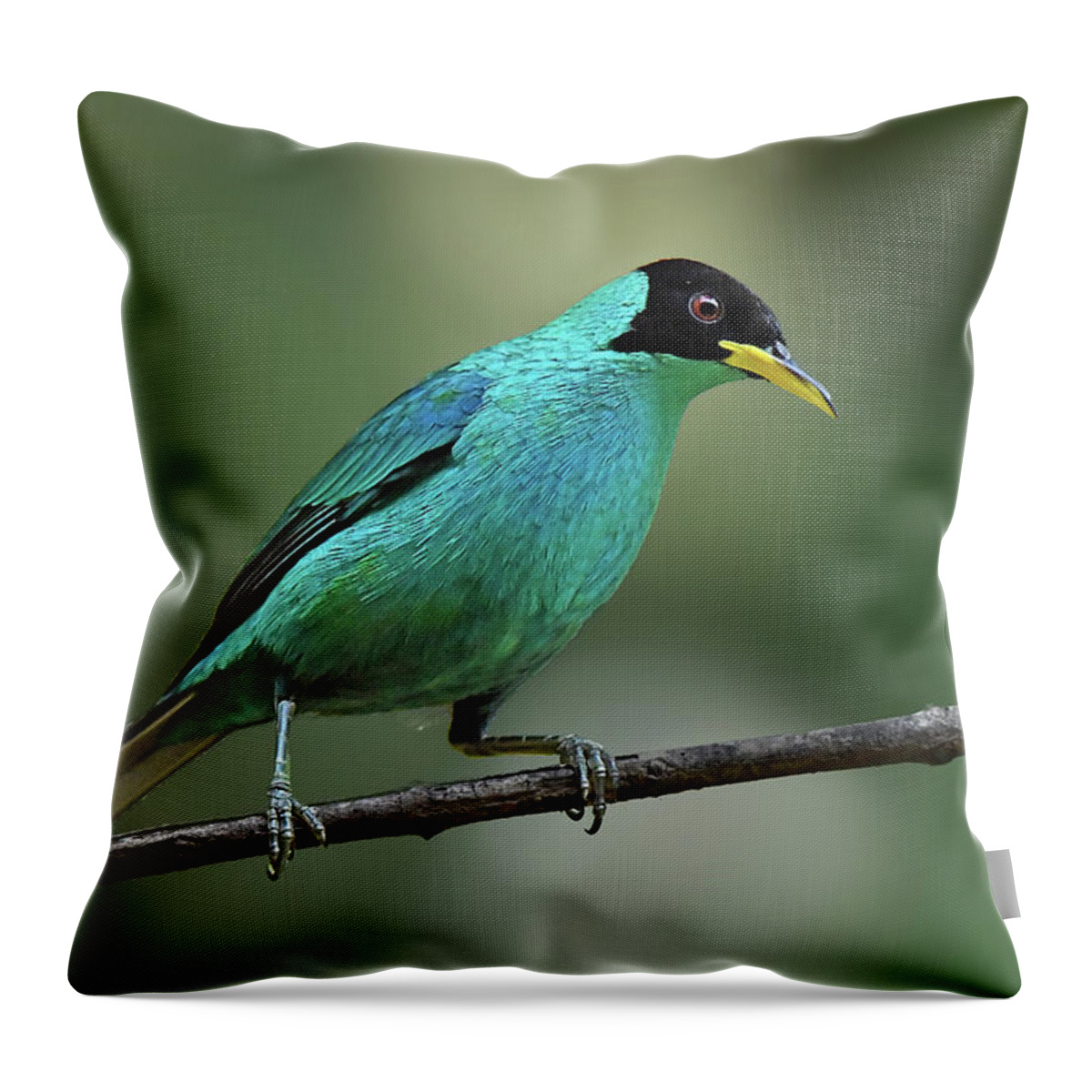 Birds Throw Pillow featuring the photograph Green Honeycreeper by Alan Lenk