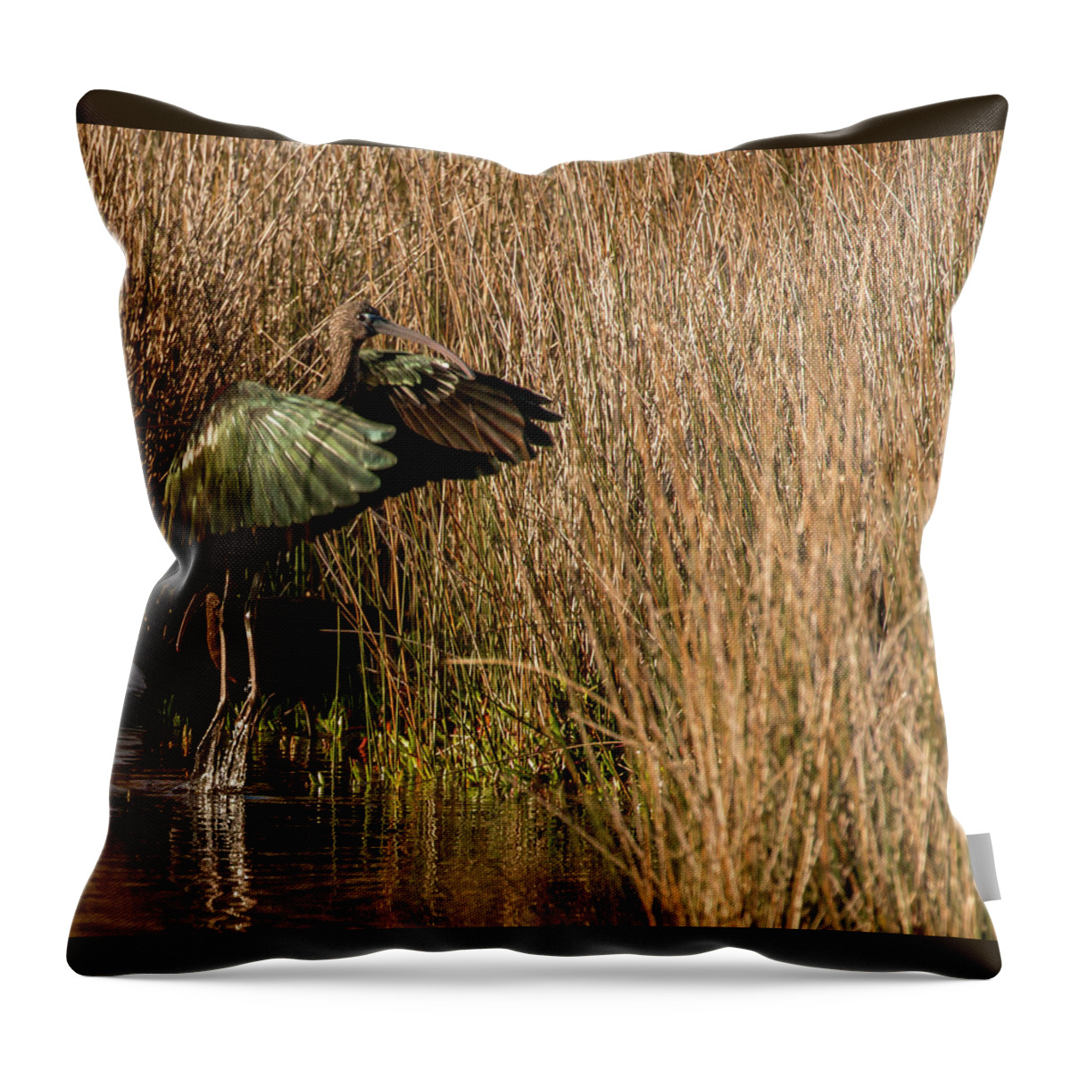 Florida Bird Throw Pillow featuring the photograph Green Ibis by Dorothy Cunningham