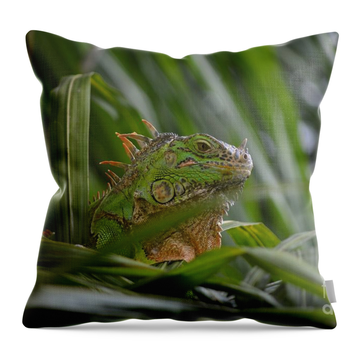 Animal Throw Pillow featuring the photograph Green Iguana Enjoying Life by Aicy Karbstein