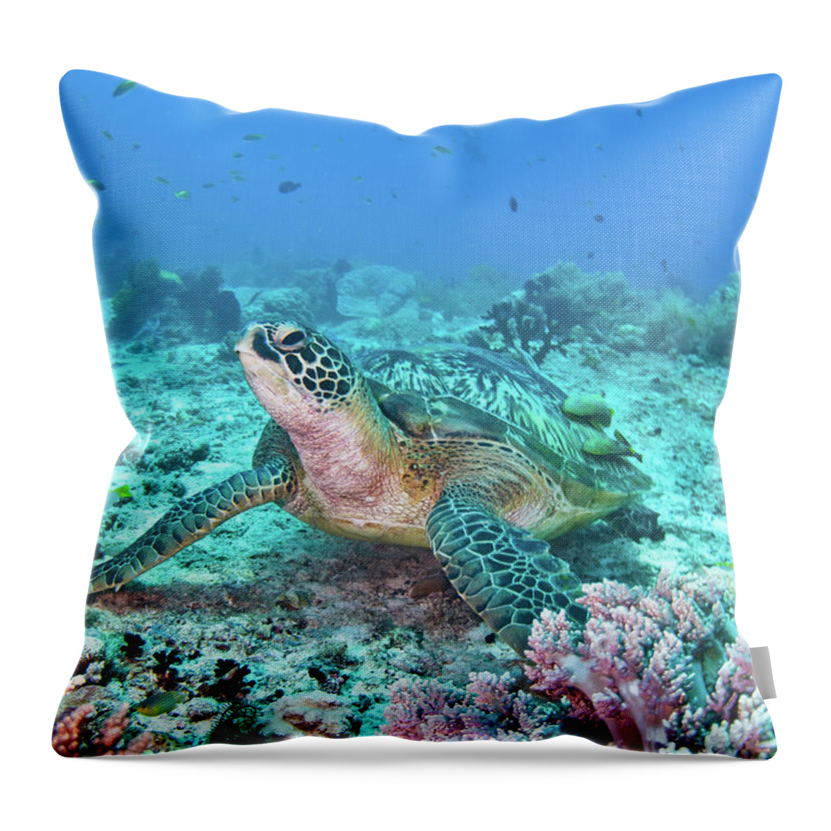 Underwater Throw Pillow featuring the photograph Green Turtle by Wendy A. Capili