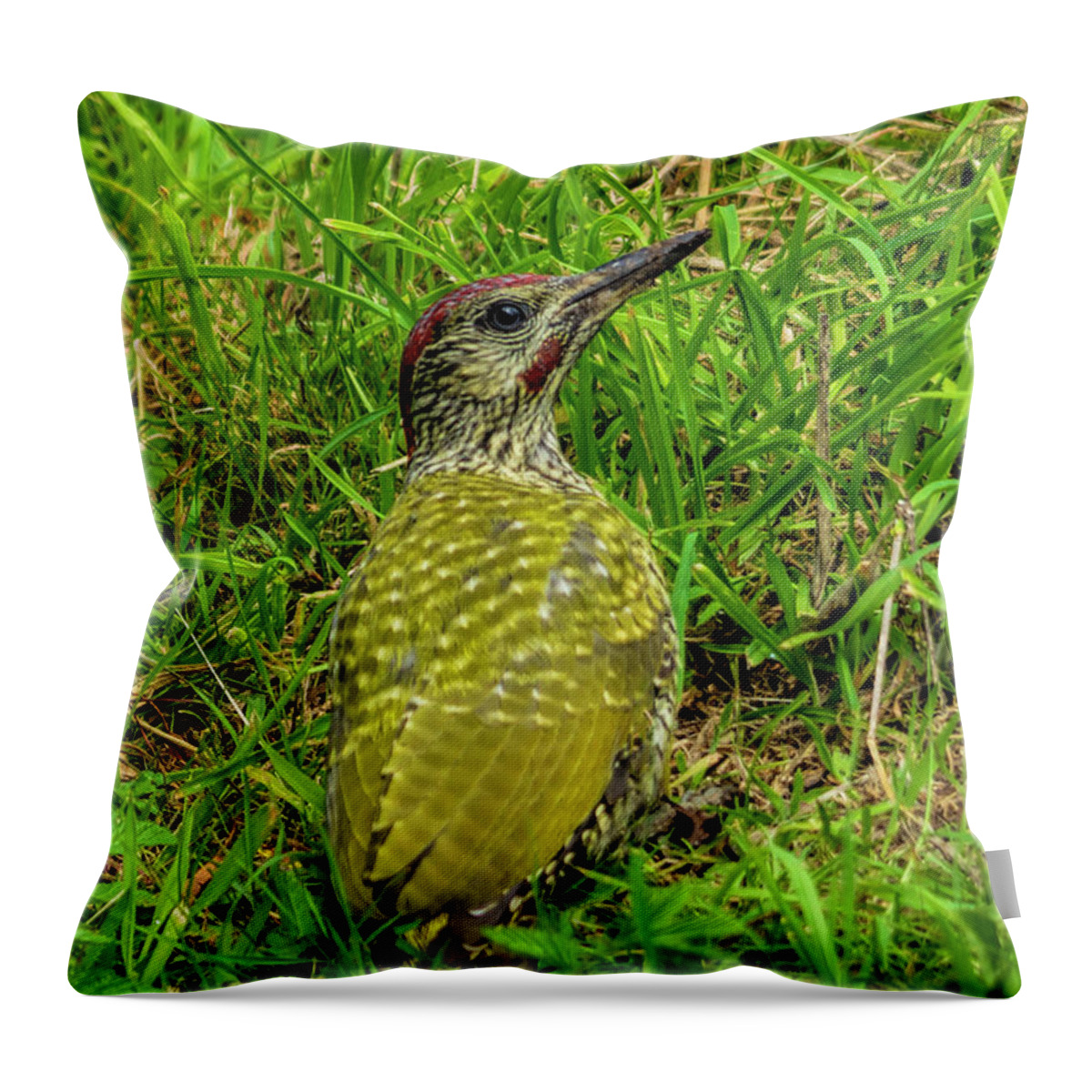 Woodpecker Throw Pillow featuring the photograph Green Woodpecker by Steev Stamford