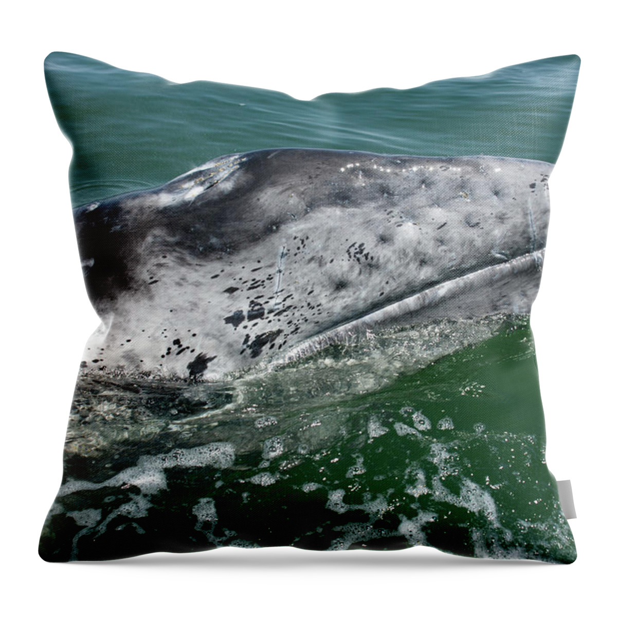 Latin America Throw Pillow featuring the photograph Grey Whale Head by Serengeti130