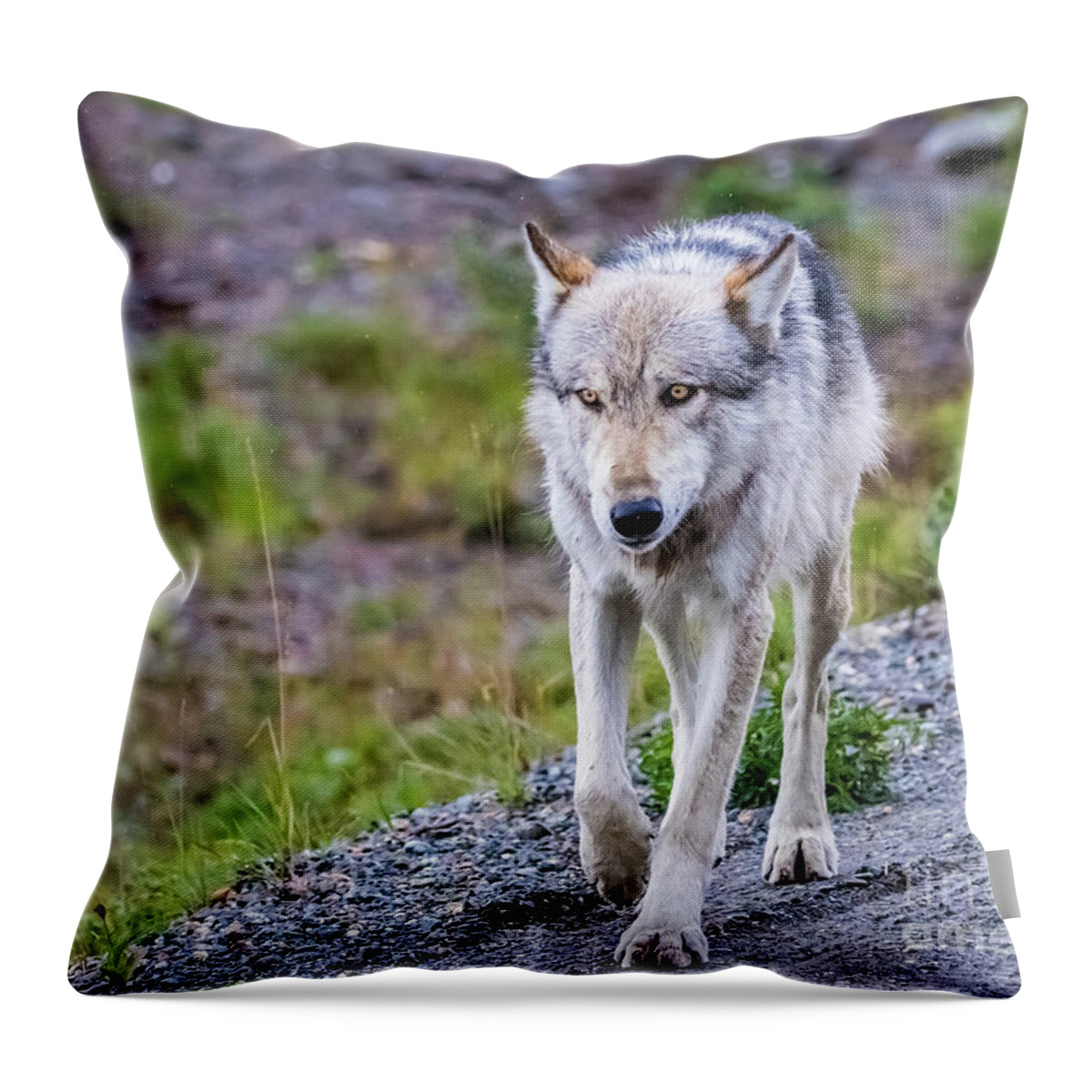 Wolf Throw Pillow featuring the photograph Grey wolf in Denali National Park, Alaska by Lyl Dil Creations