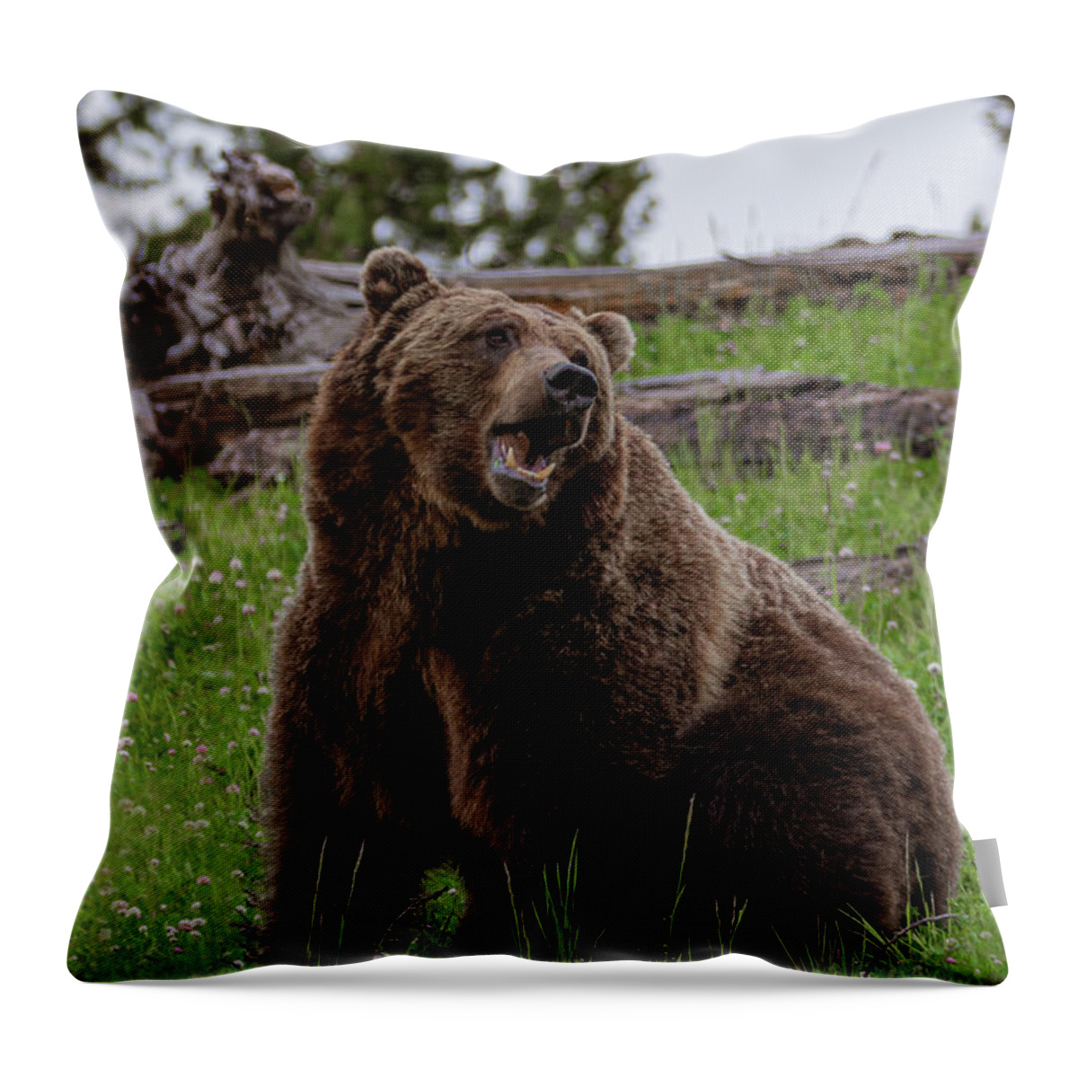 Grizzly Throw Pillow featuring the photograph Grizzly Boredom by Douglas Wielfaert