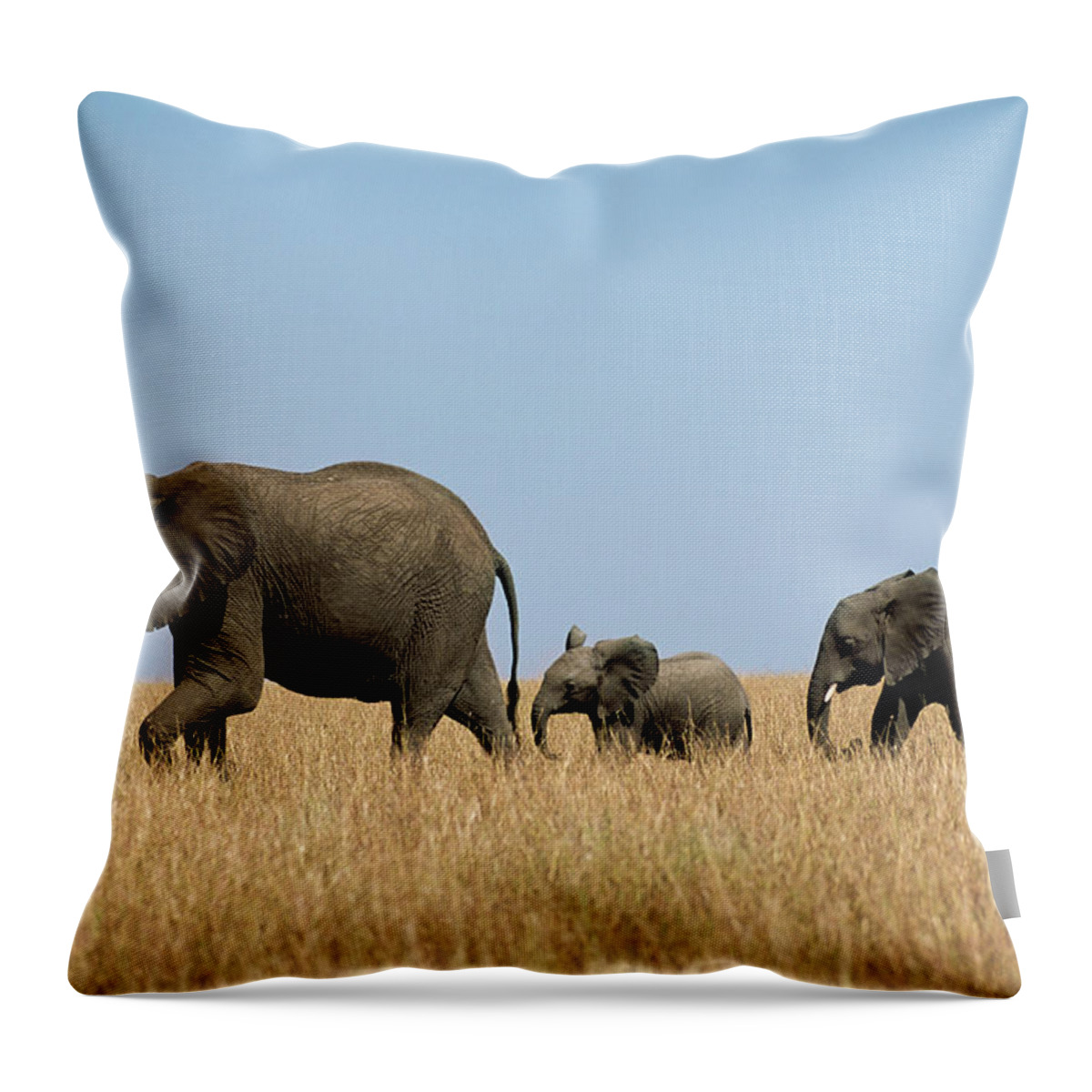 Following Throw Pillow featuring the photograph Group Of African Elephants Loxodonta by James Warwick