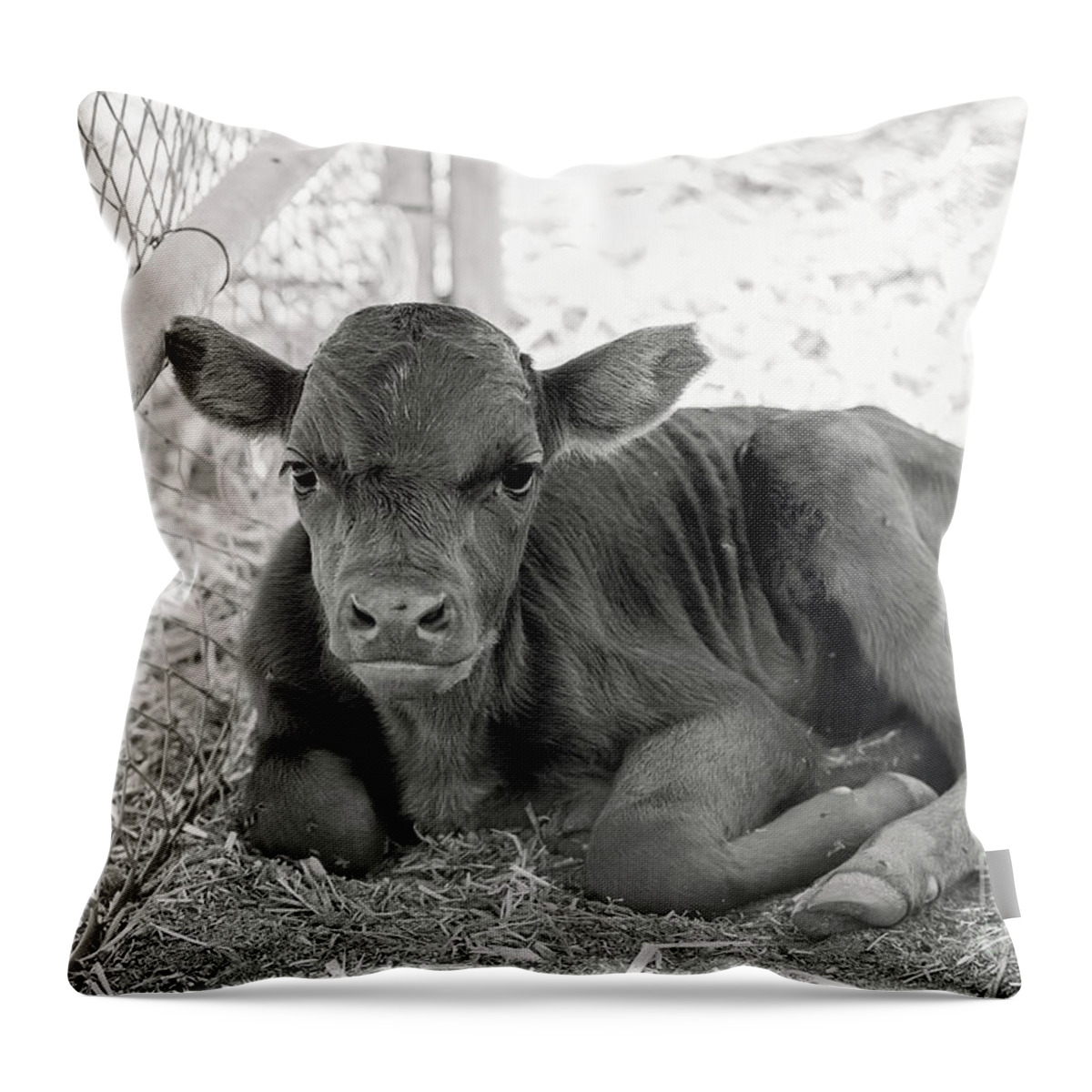 Grumpy Throw Pillow featuring the photograph Grumpy Cow by Eddie Yerkish