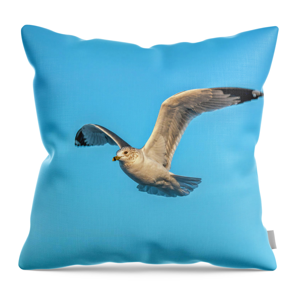 Seagull Throw Pillow featuring the photograph Gull In Flight 2 by Cathy Kovarik