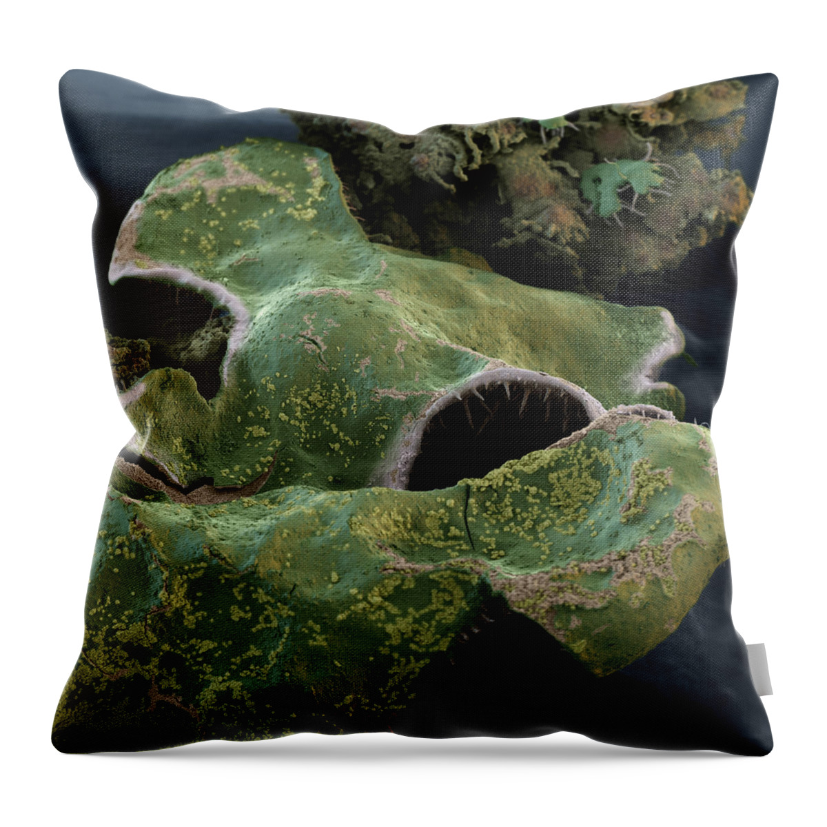Algae Throw Pillow featuring the photograph Hammered Shield Lichen by Meckes/ottawa