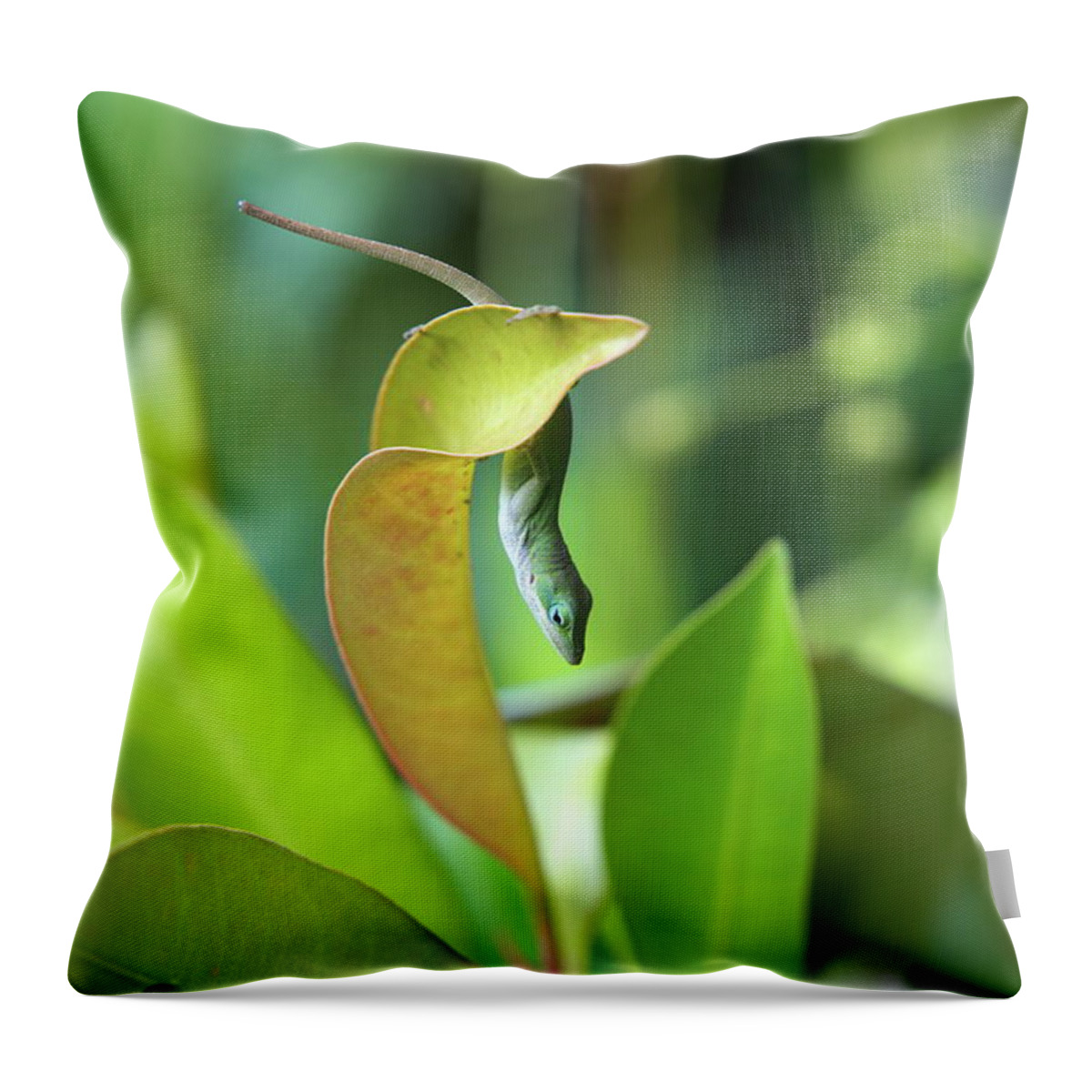 Hawaii Throw Pillow featuring the photograph Hang in there by Ivan Franklin