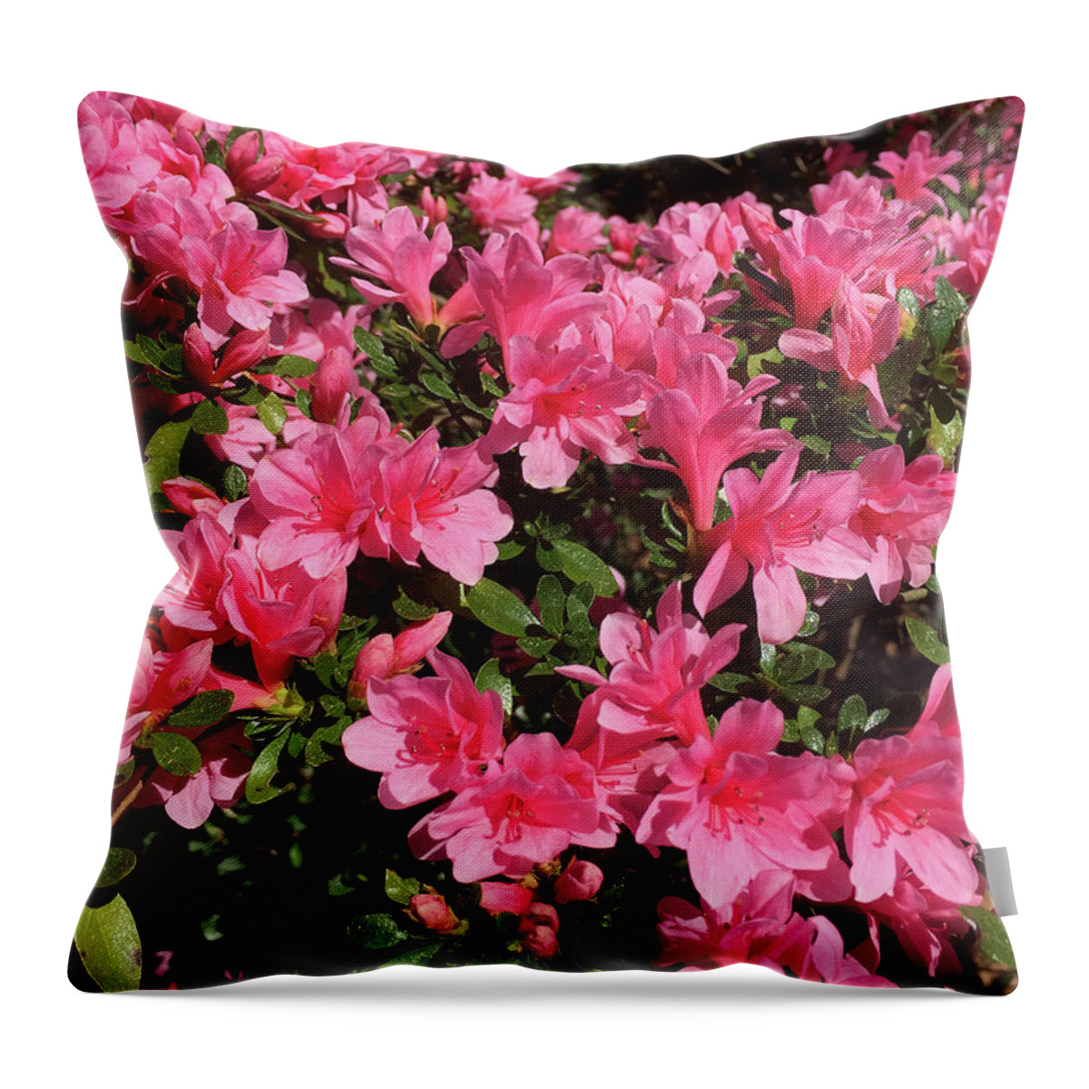 Springtime Throw Pillow featuring the photograph Happy Spring by Matthew Seufer