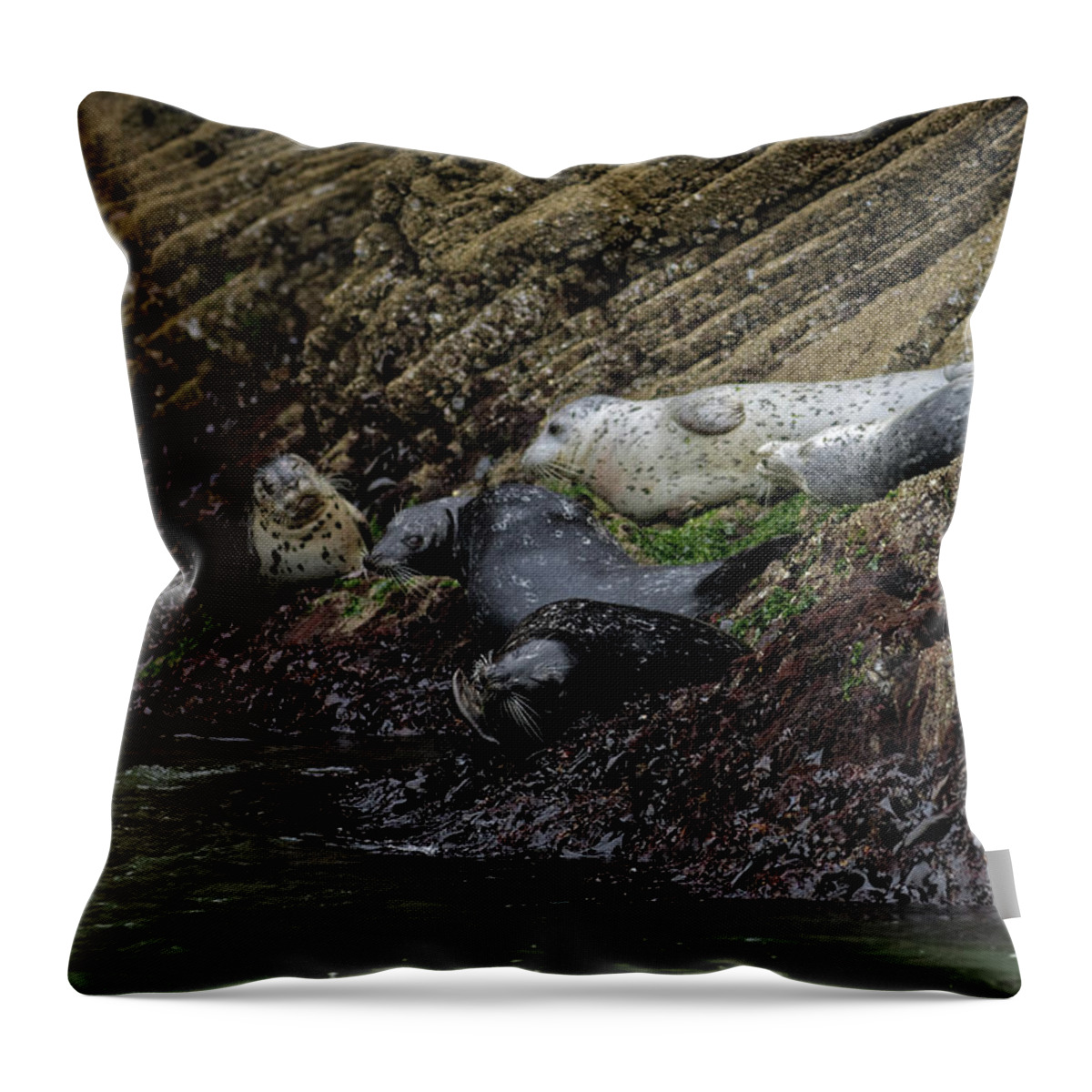 San Francisco Throw Pillow featuring the photograph Harbor Seal Gang by Natural Focal Point Photography
