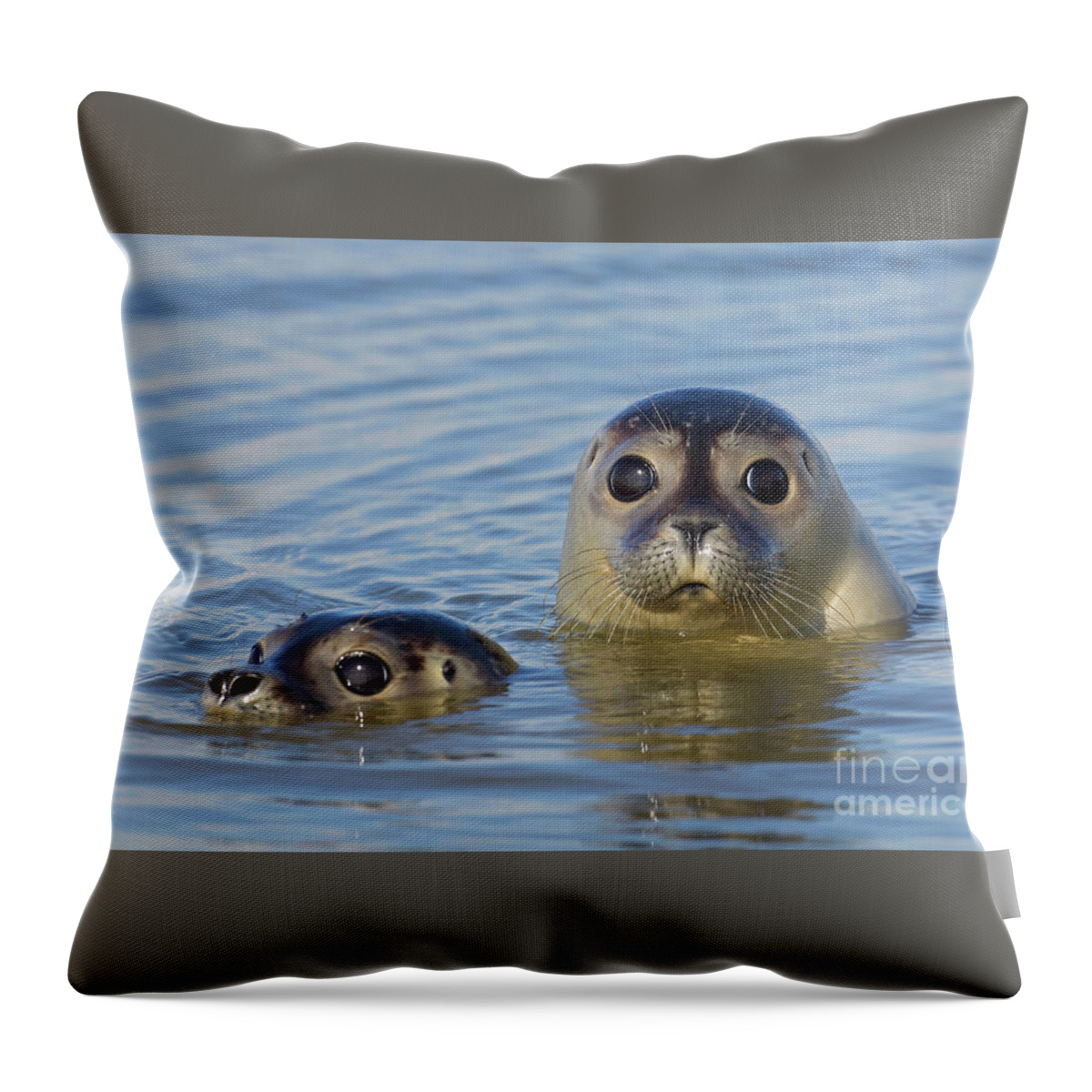 Two Throw Pillow featuring the photograph Harbor Seals by Arterra Picture Library