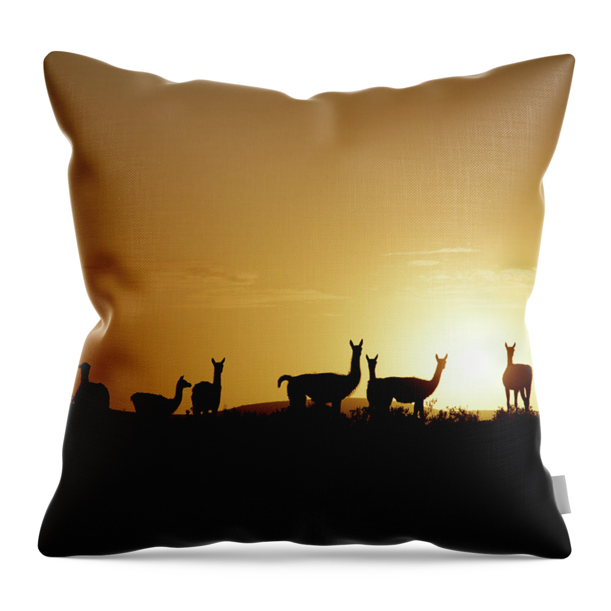 South America Throw Pillow featuring the photograph Herd Of Of Guanacos In Silhouette At by Manfred Gottschalk