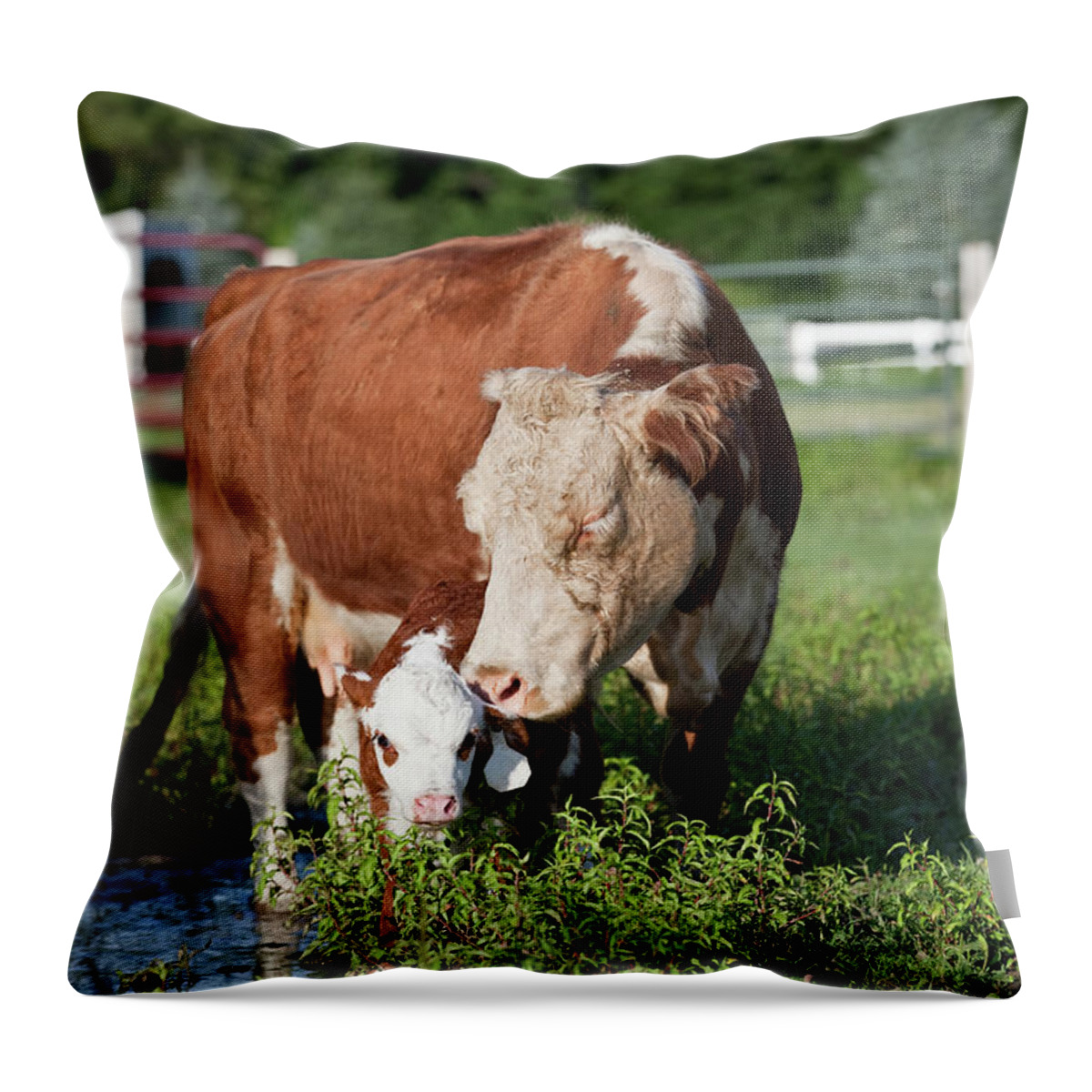 Domestic Animals Throw Pillow featuring the photograph Hereford Cow & Calf by Emholk