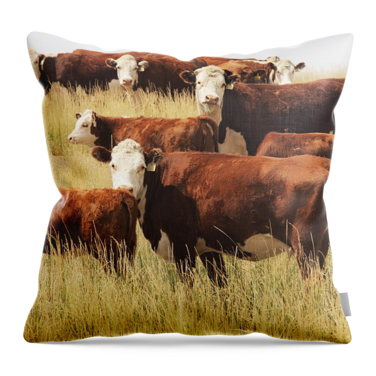 Non-moving Activity Throw Pillow featuring the photograph Hereford Cow Farm Pasture Livestock by Chuckschugphotography