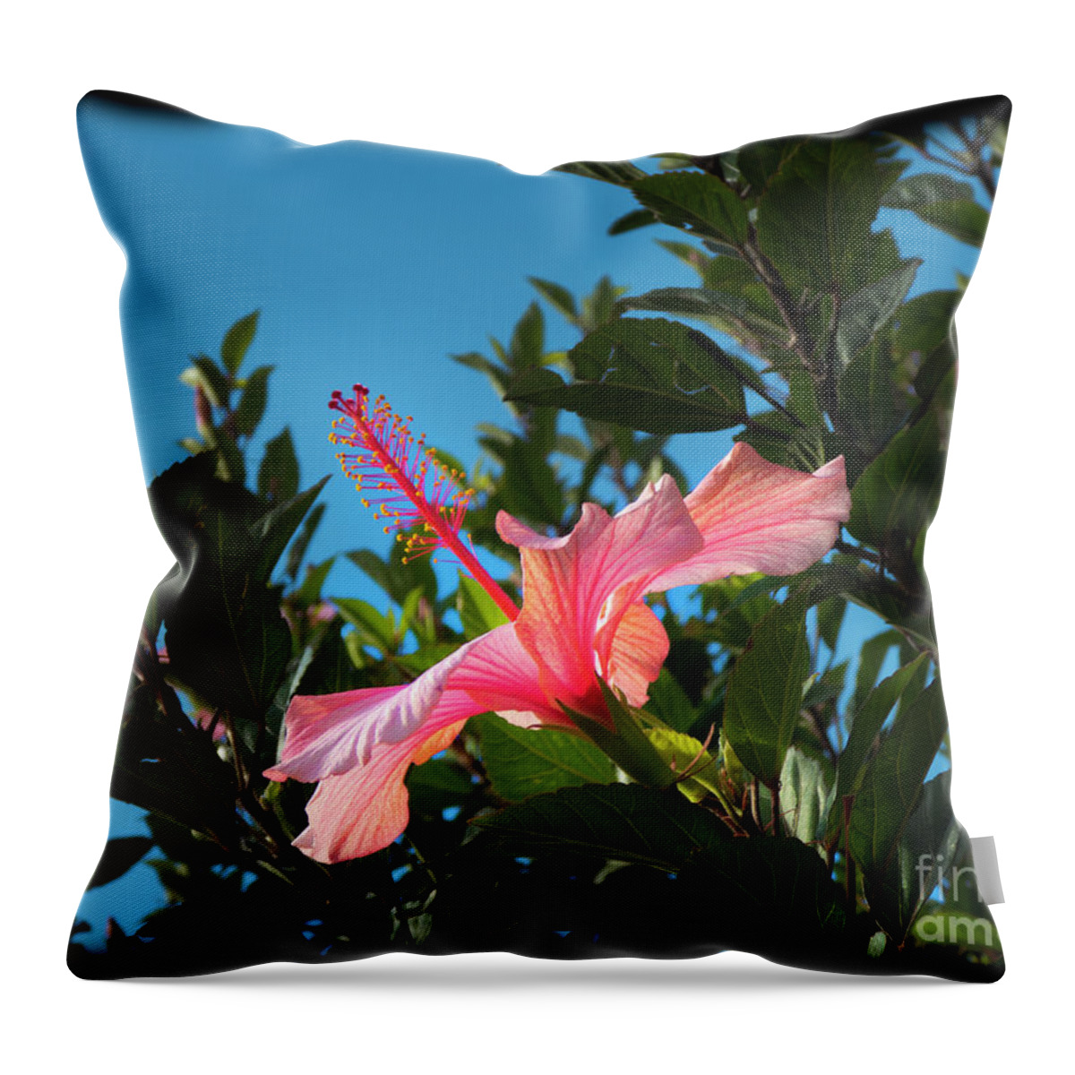 Hibiscus Throw Pillow featuring the photograph Hibiscus Splendour III by Al Bourassa