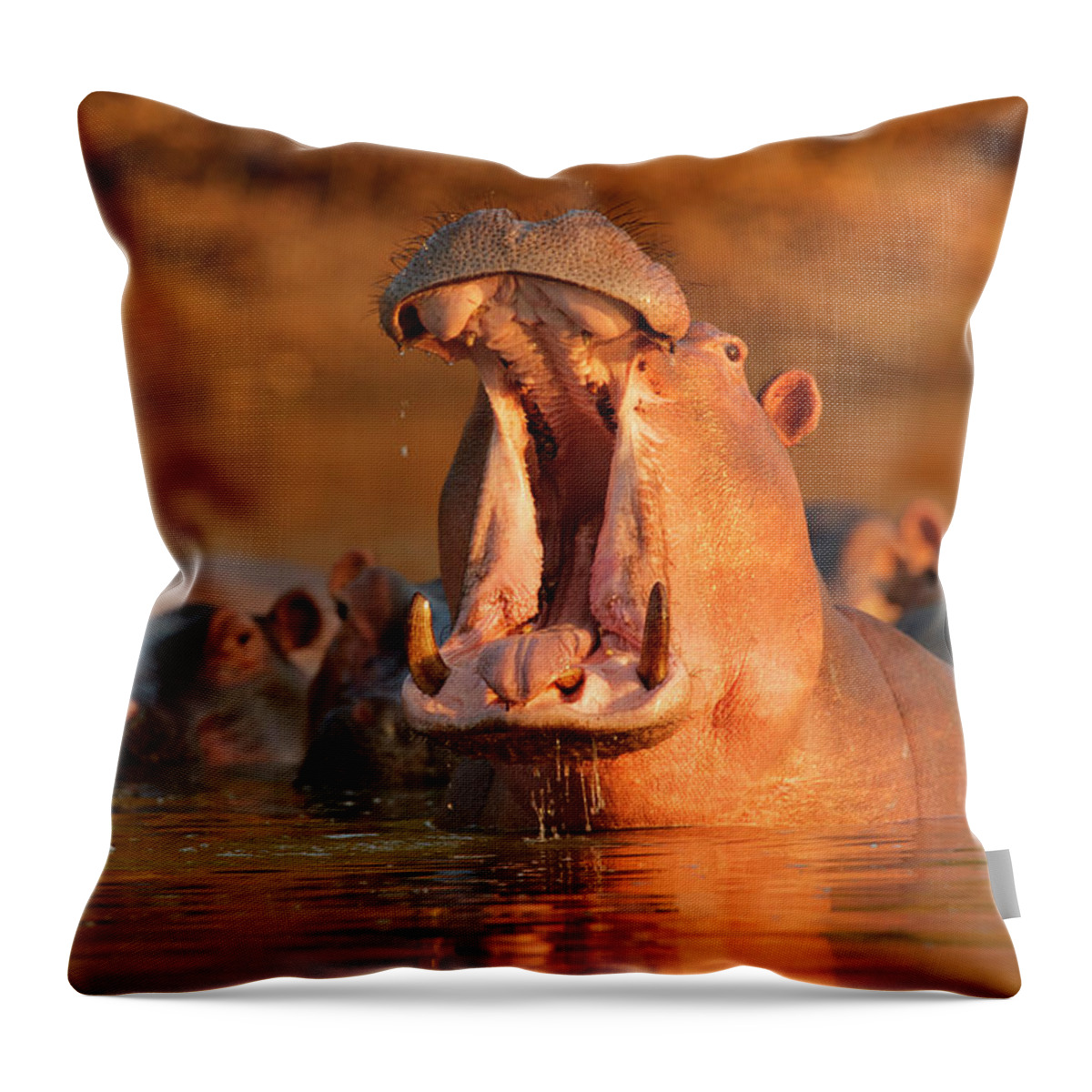 Hippopotamus Throw Pillow featuring the photograph Hippopotamus Hippopotamus Amphibius by David Fettes