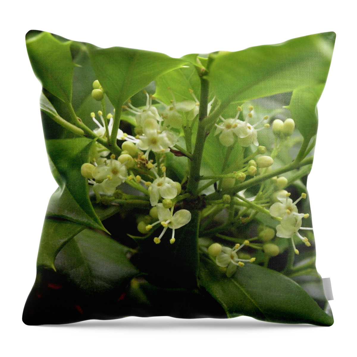 Holly Throw Pillow featuring the photograph Holly Blossoms by Jeffrey Peterson