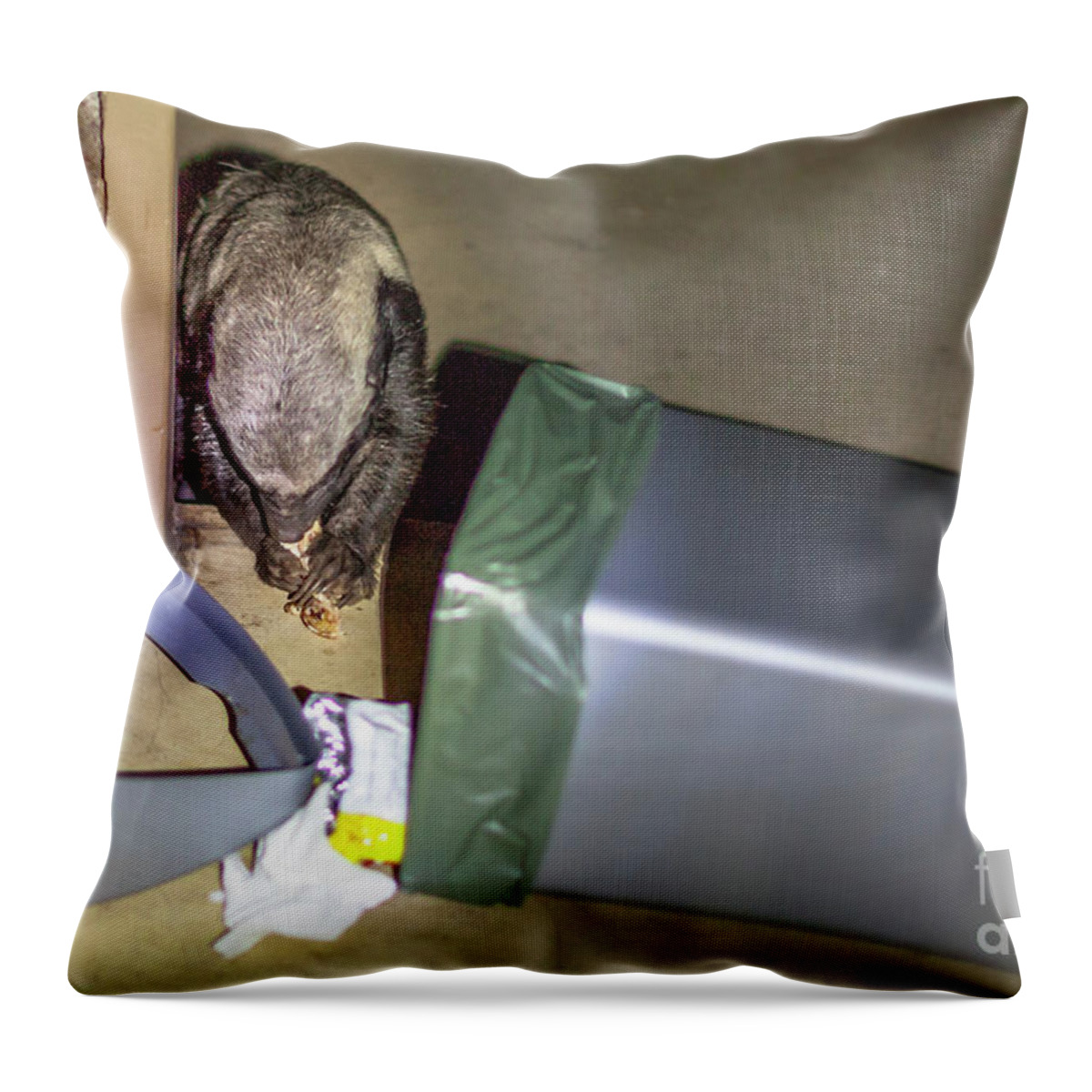 Honey Badger Throw Pillow featuring the photograph Honey badger of South Africa by Benny Marty