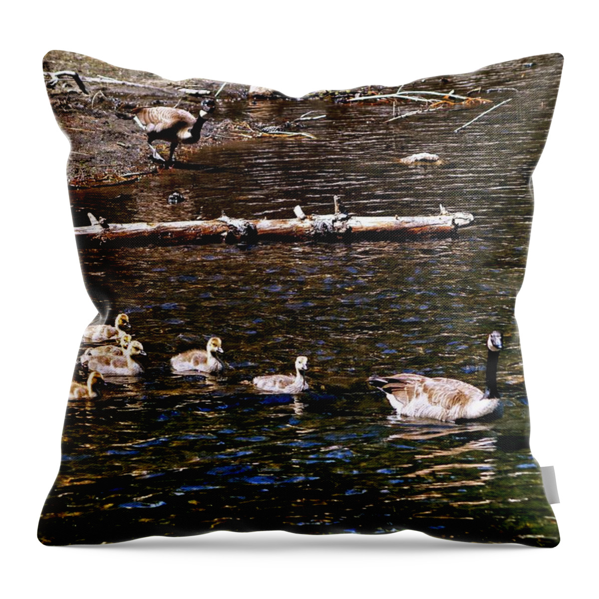 Wildlife Throw Pillow featuring the photograph Honker Family Swim by Richard Thomas