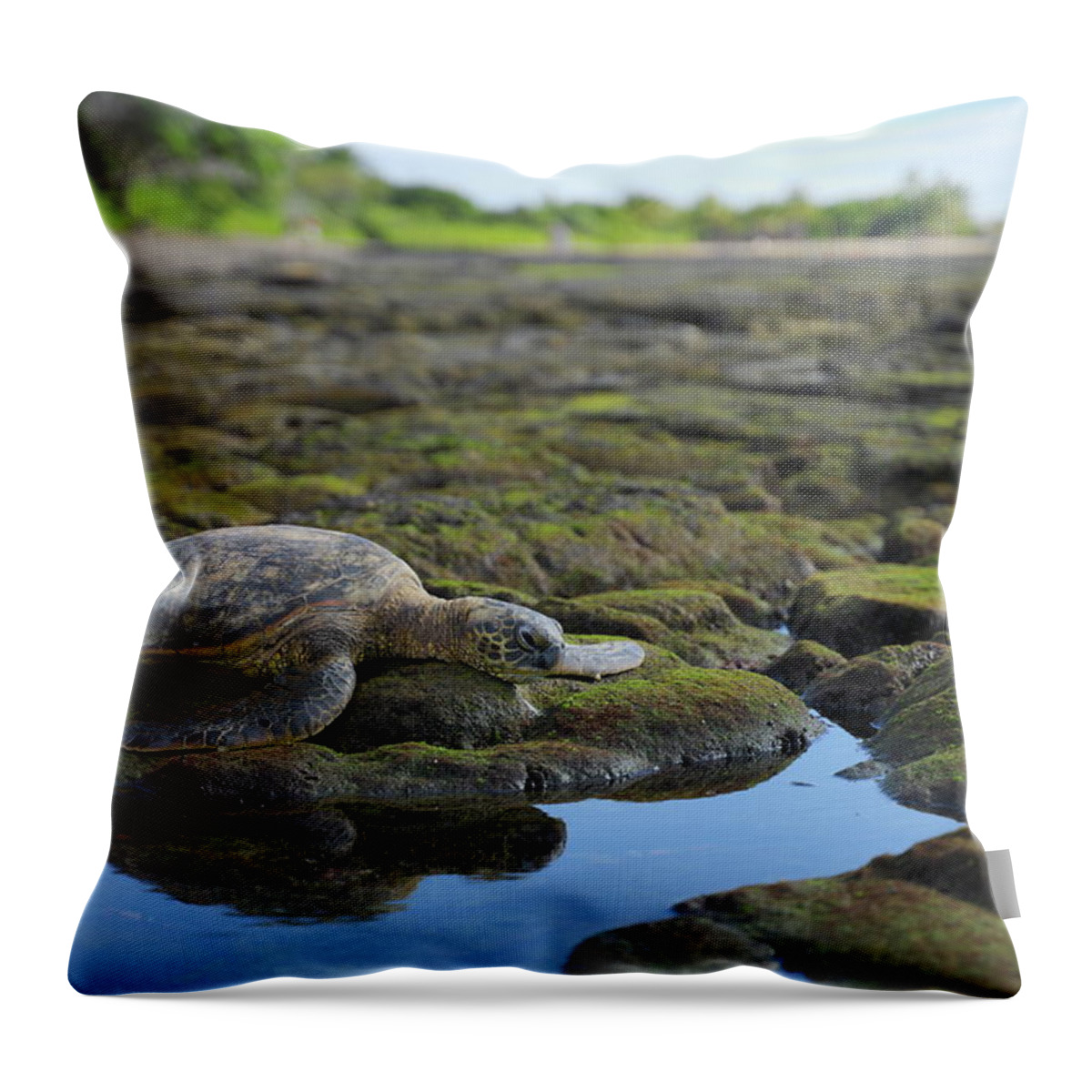 Wildlife Throw Pillow featuring the photograph Honu reflections by Ivan Franklin