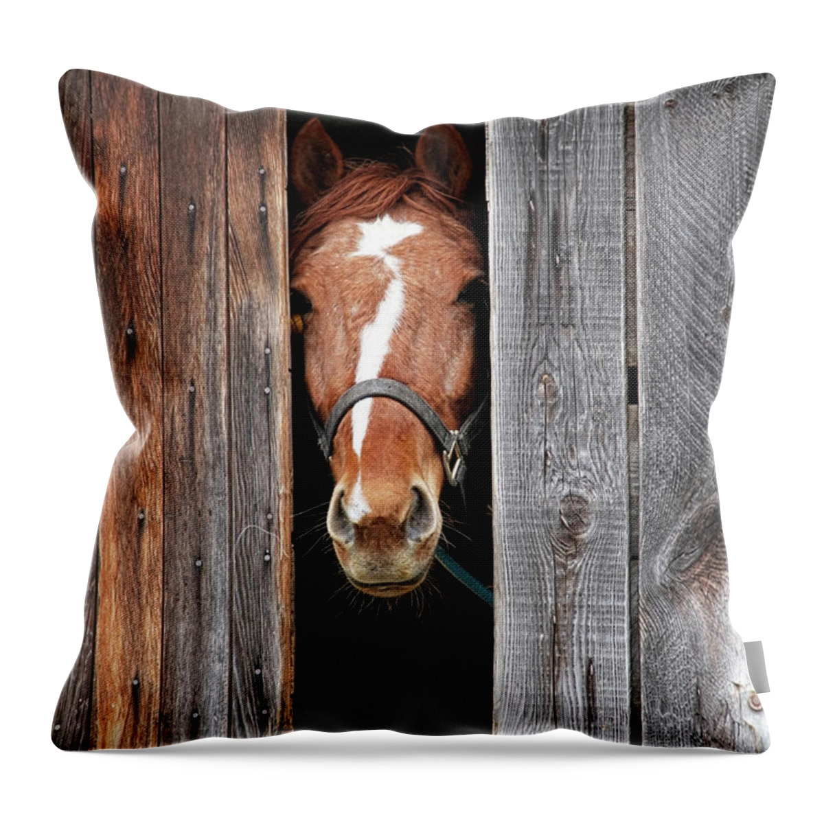 Horse Throw Pillow featuring the photograph Horse Peeking Out Of The Barn Door by 2ndlookgraphics