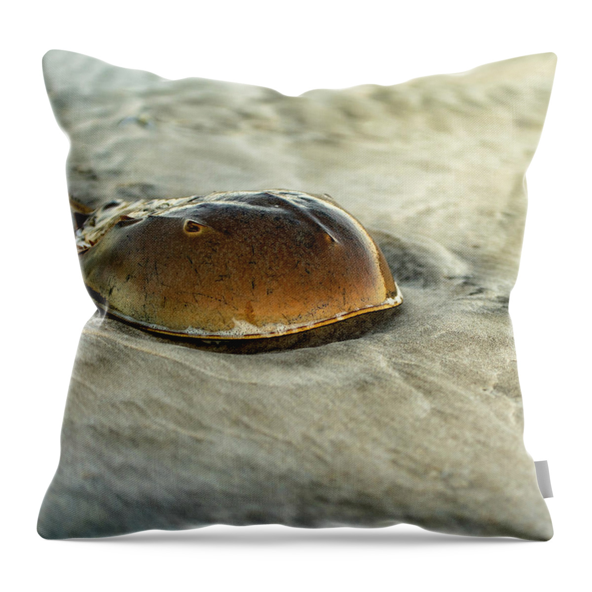 Beach Throw Pillow featuring the photograph Horseshoe Crab on the Beach by William Dickman