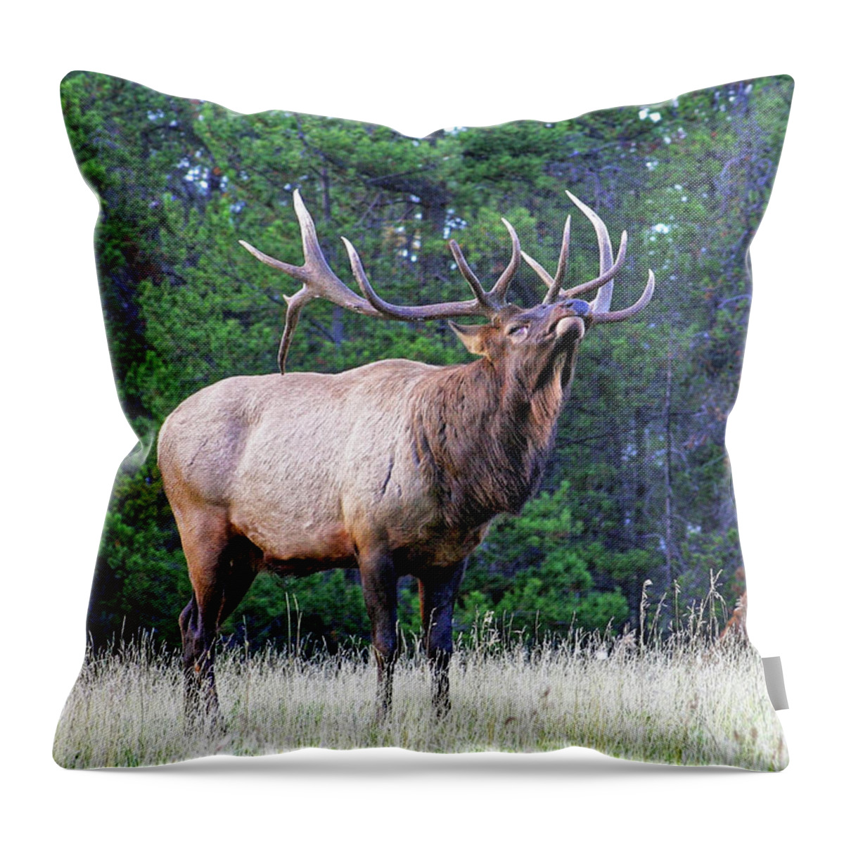 Old Large Gigantic Throw Pillow featuring the photograph Huge old elk bull in rut posture ready and willing to fight to protect his herd from male intruders by Robert C Paulson Jr