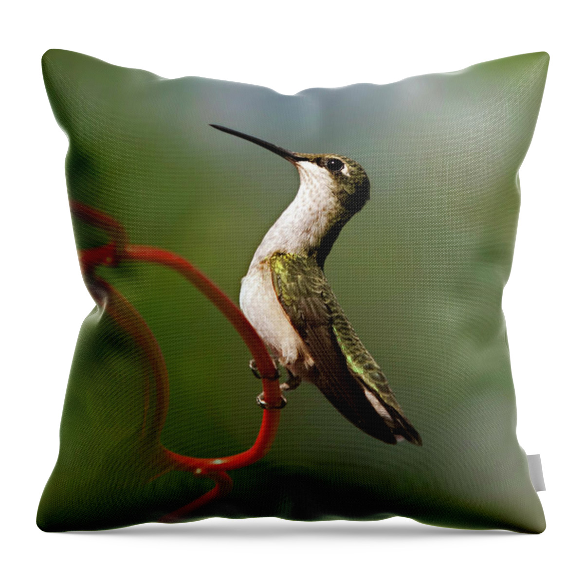 Hummingbird Throw Pillow featuring the photograph Hummingbird Eloquent Appeal by Christina Rollo