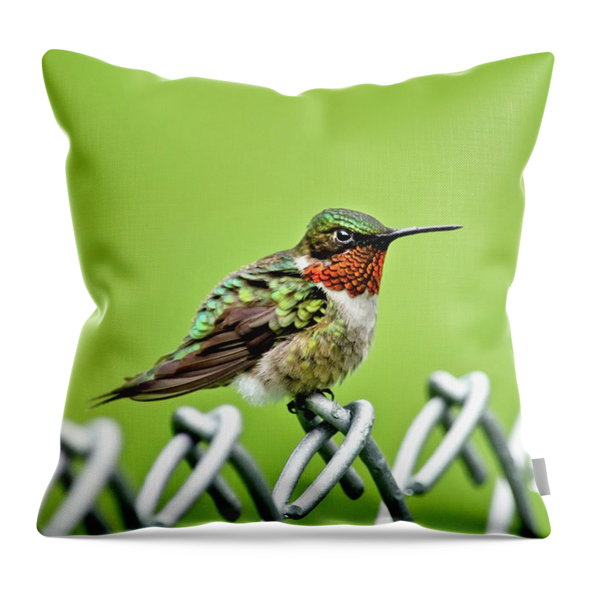 Bird Throw Pillow featuring the photograph Hummingbird on a Fence by Christina Rollo