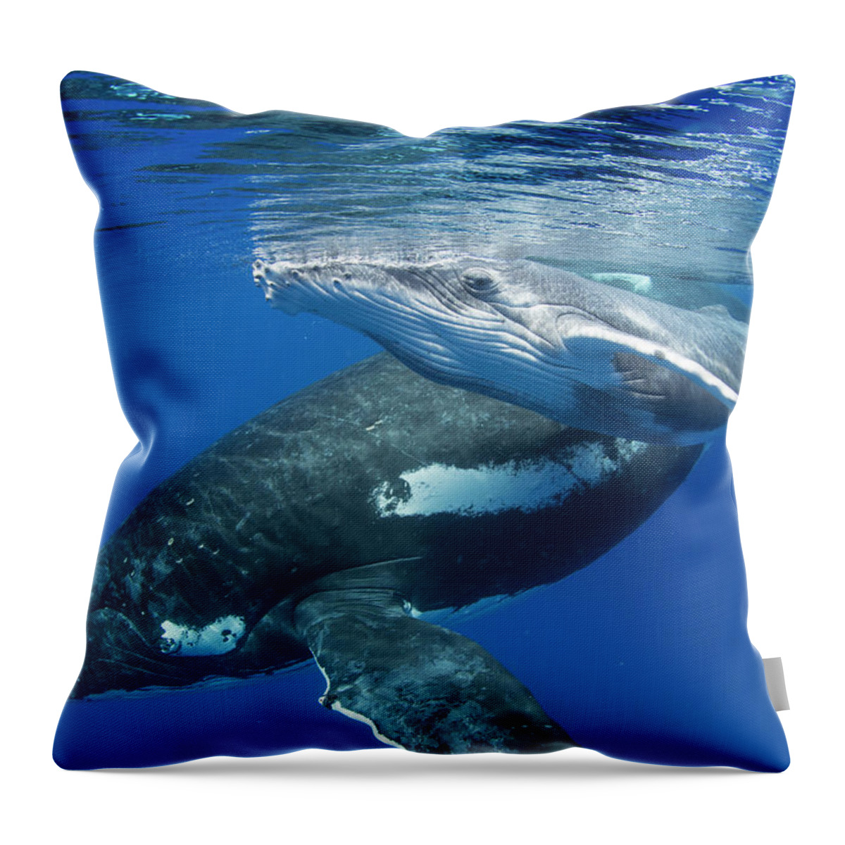 Suzi Eszterhas Throw Pillow featuring the photograph Humpback Whale And Young Calf by Suzi Eszterhas