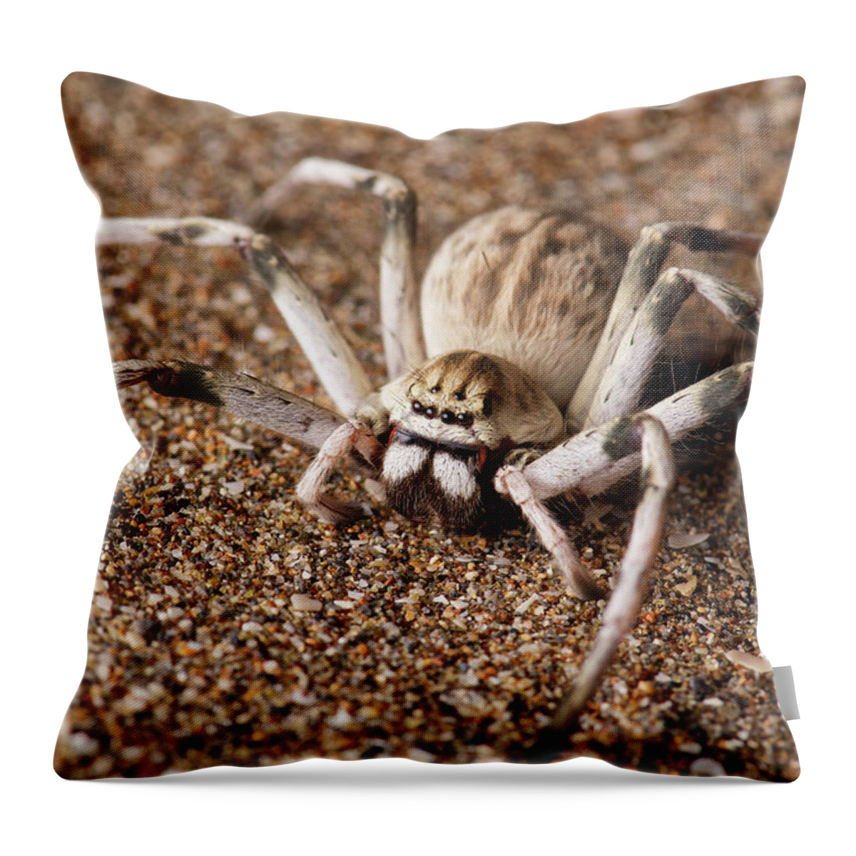 Disk1250 Throw Pillow featuring the photograph Huntsman Spider by James Christensen