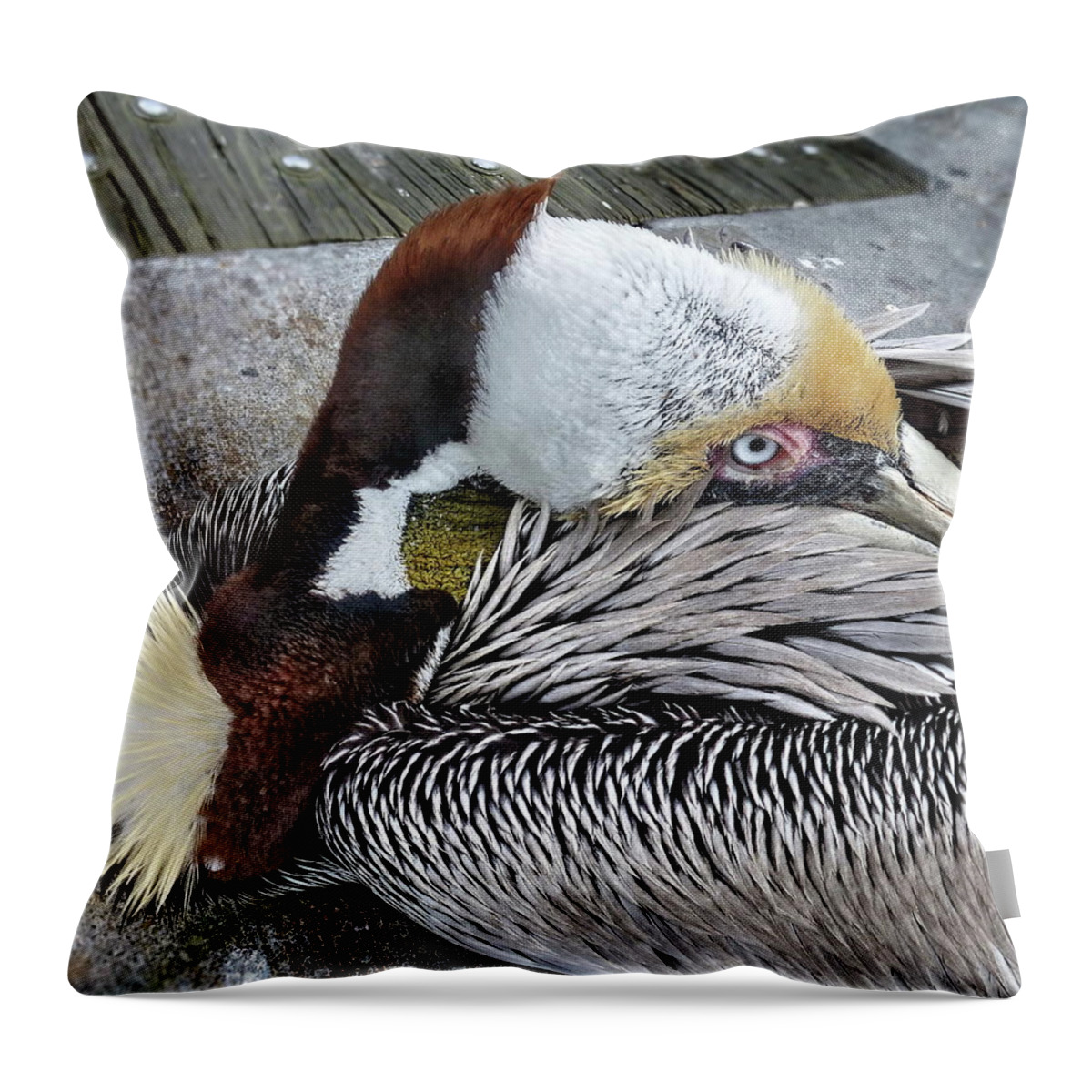 Brown Pelican Throw Pillow featuring the photograph I am not Sleeping by Lyuba Filatova