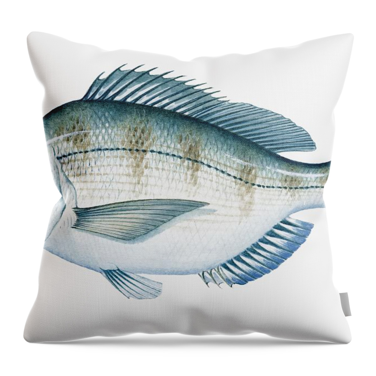 Ink And Brush Throw Pillow featuring the photograph Illustration Of Atlantic Scup by Dorling Kindersley