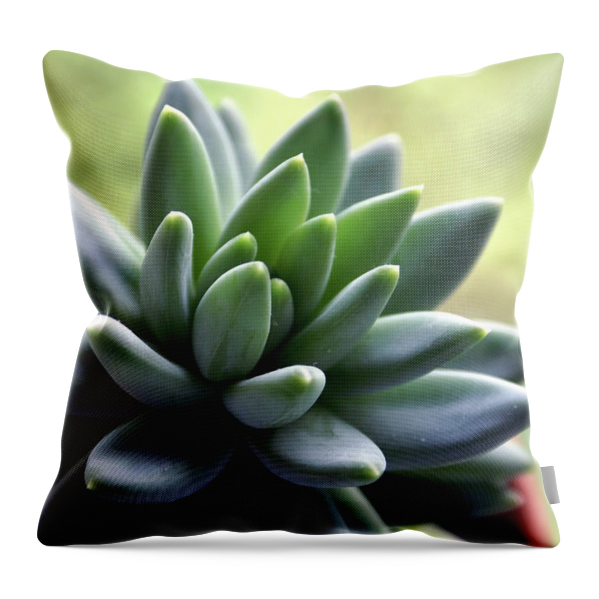 Agave Throw Pillow featuring the photograph In Focus View Of Green Houseplant With by Dorin s