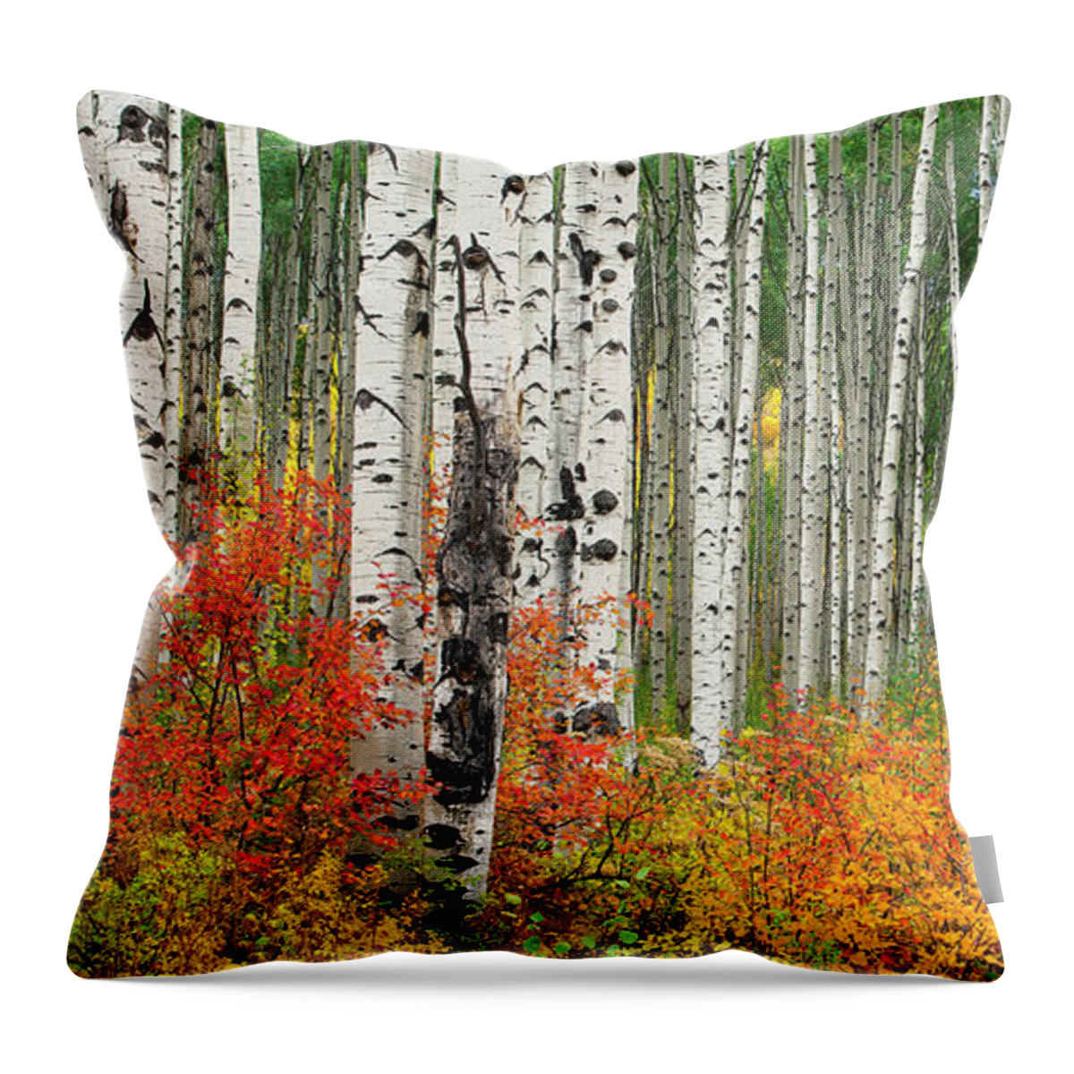 Aspens Throw Pillow featuring the photograph In The Aspen Forest by Tim Reaves