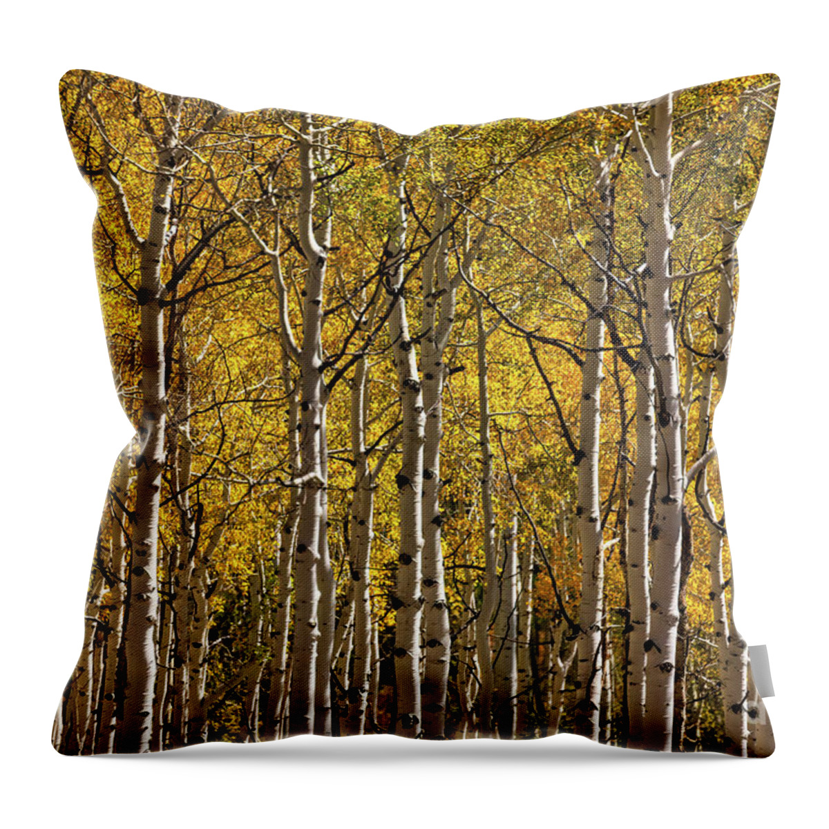Colorado Throw Pillow featuring the photograph In The Thick Of Aspen by Doug Sturgess