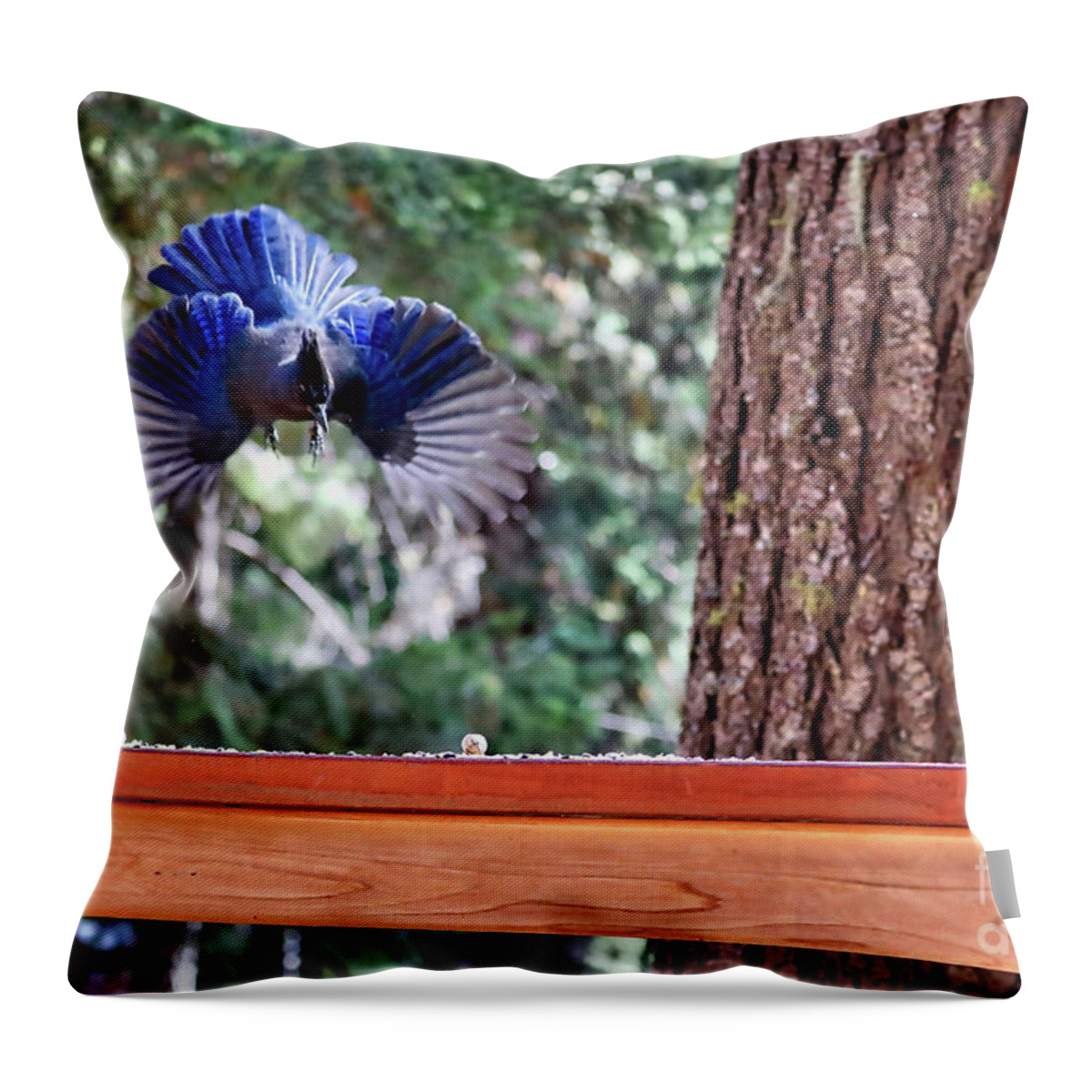 Steller's Jay Throw Pillow featuring the photograph Incoming Steller's Jay by Carol Groenen