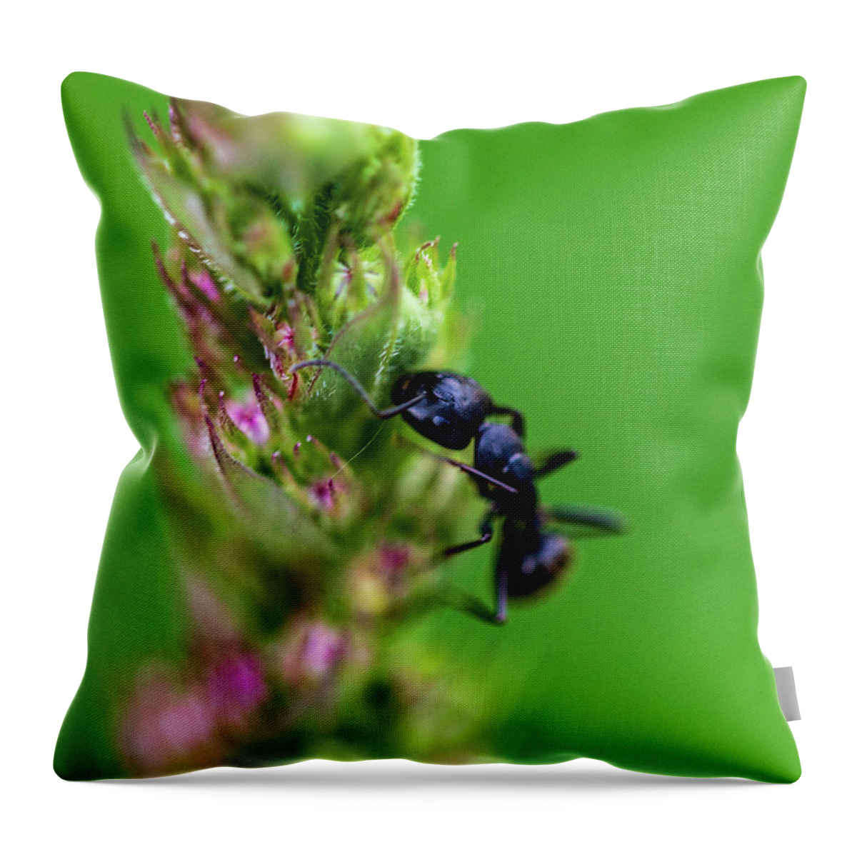 Animals Throw Pillow featuring the photograph Macro Photography - Ant by Amelia Pearn