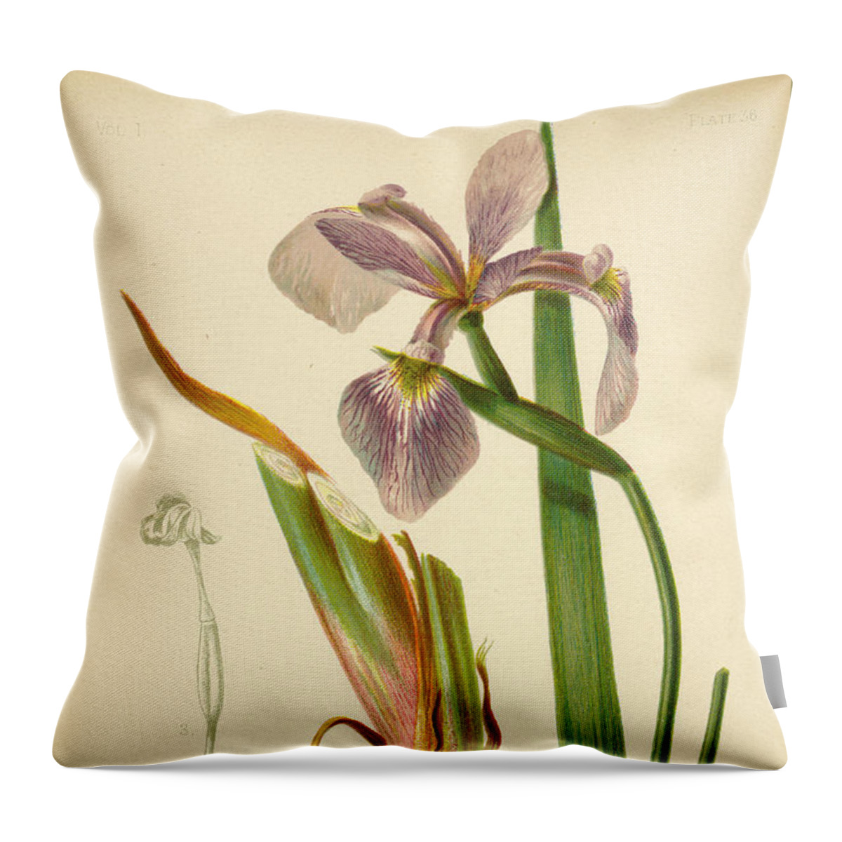 Iris Throw Pillow featuring the mixed media Iris Versicolor Blue Flag by L Prang