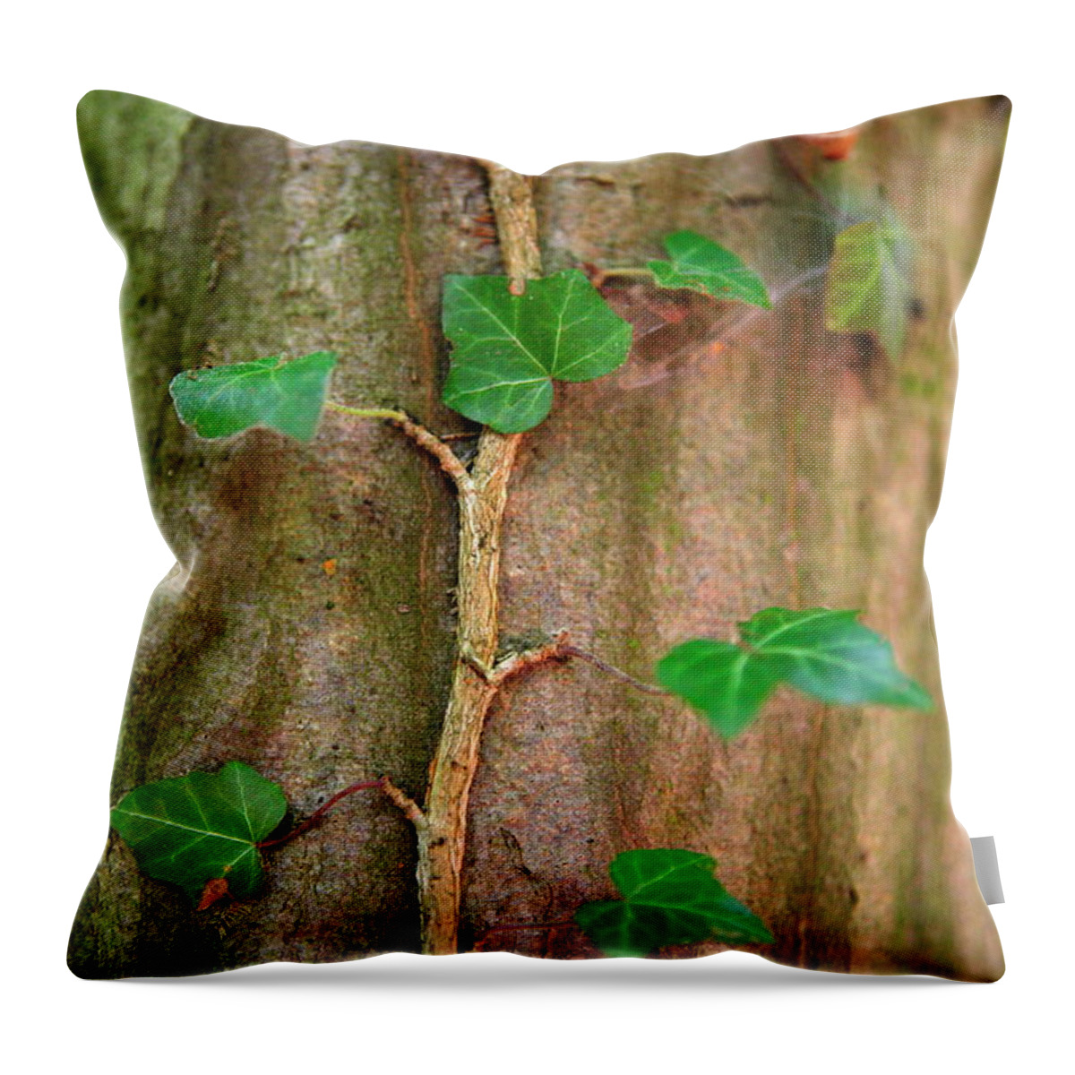 Outdoors Throw Pillow featuring the photograph Ivy Growing On A Tree In Thaya by Franz Marc Frei