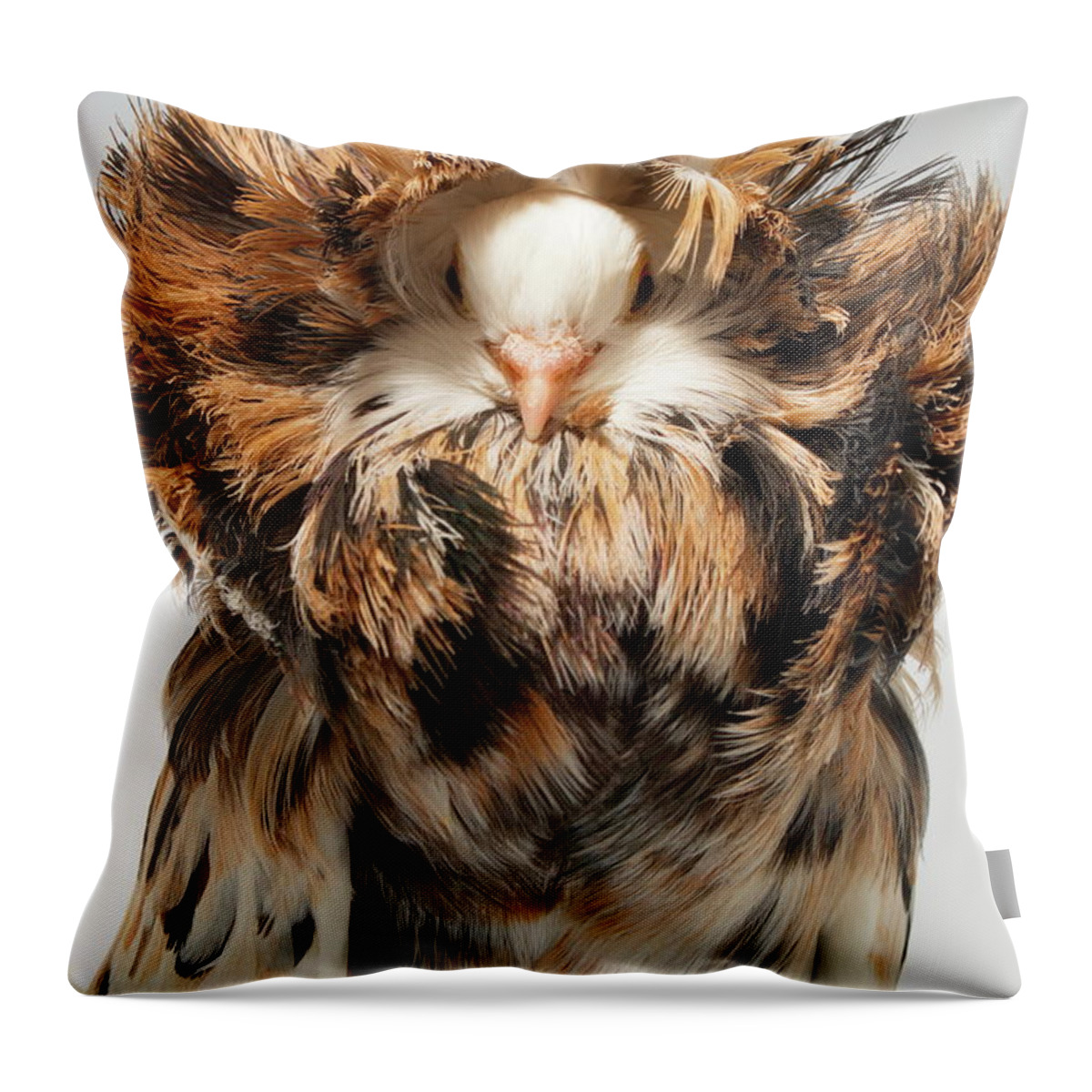 Pigeon Throw Pillow featuring the photograph Jacobin Pigeon by Nathan Abbott