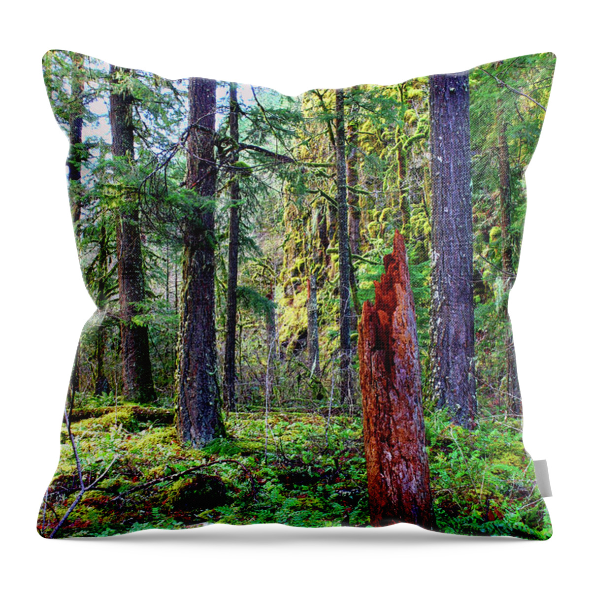 Conifer Throw Pillow featuring the photograph January 1000 ft yet no snow Oregon USA conifer forest beautiful quiet mossy Mount Hood National by Robert C Paulson Jr