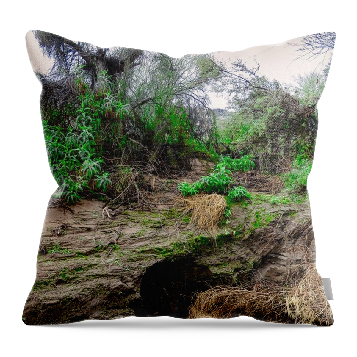 Algae Throw Pillow featuring the photograph January Day in the Vekol Wash by Judy Kennedy