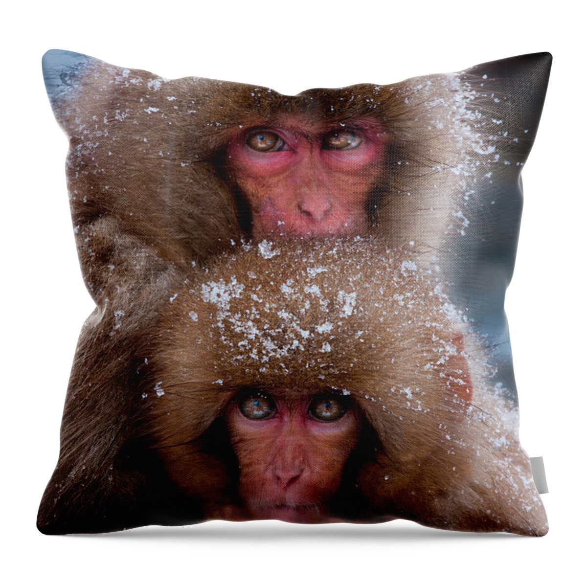 Vertebrate Throw Pillow featuring the photograph Japanese Macaques, Japanese Alps by Mint Images/ Art Wolfe