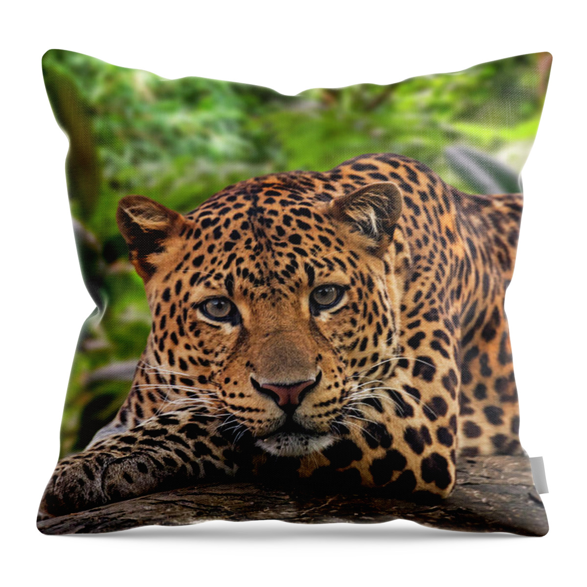Javan Leopard Throw Pillow featuring the photograph Javan Leopard in Rainforest by Arterra Picture Library