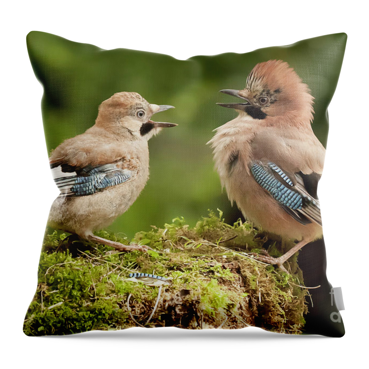 Jay Throw Pillow featuring the photograph Jay bird parent with young close up by Simon Bratt